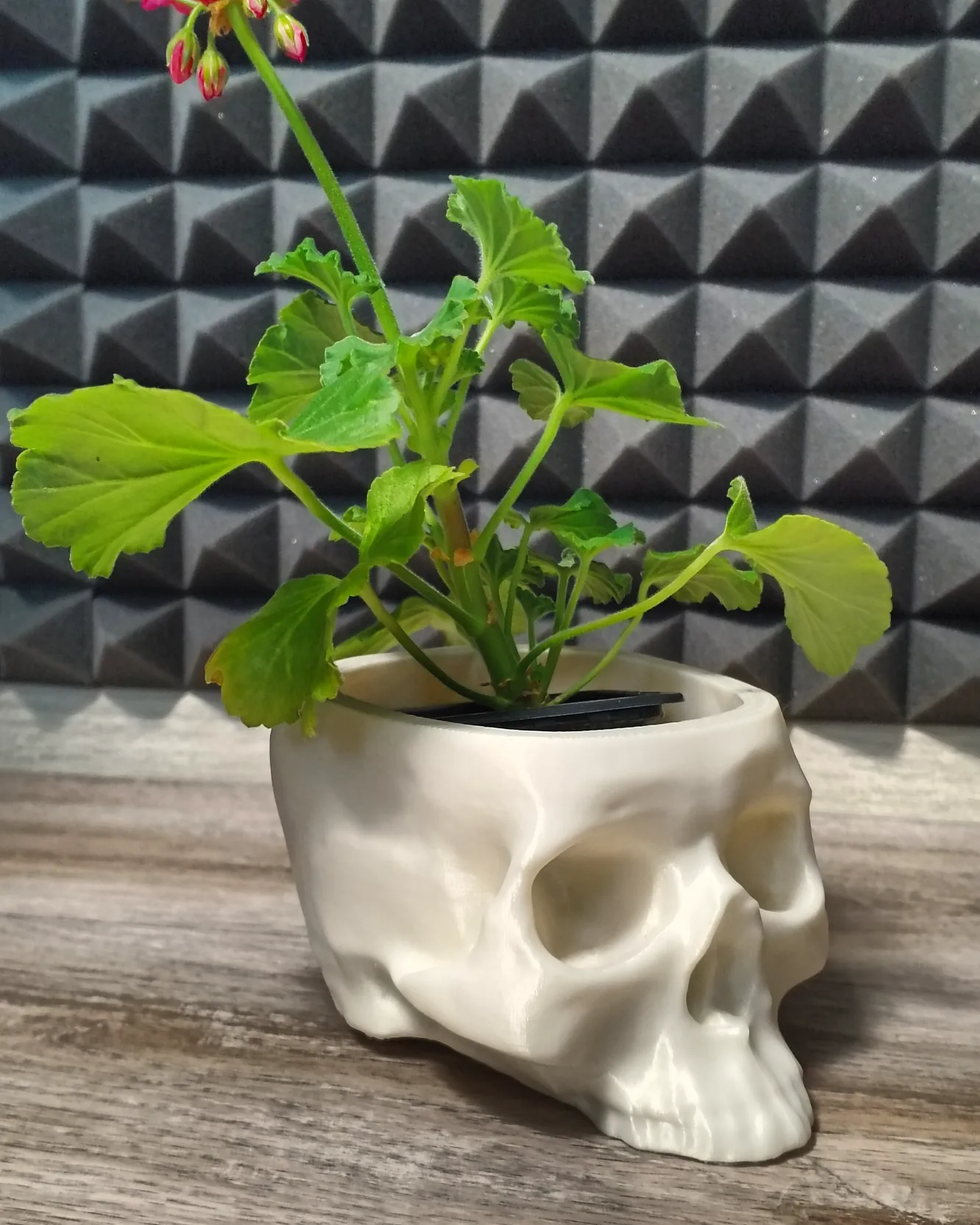 skull-flower-pot-by-trix0n-download-free-stl-model-printables