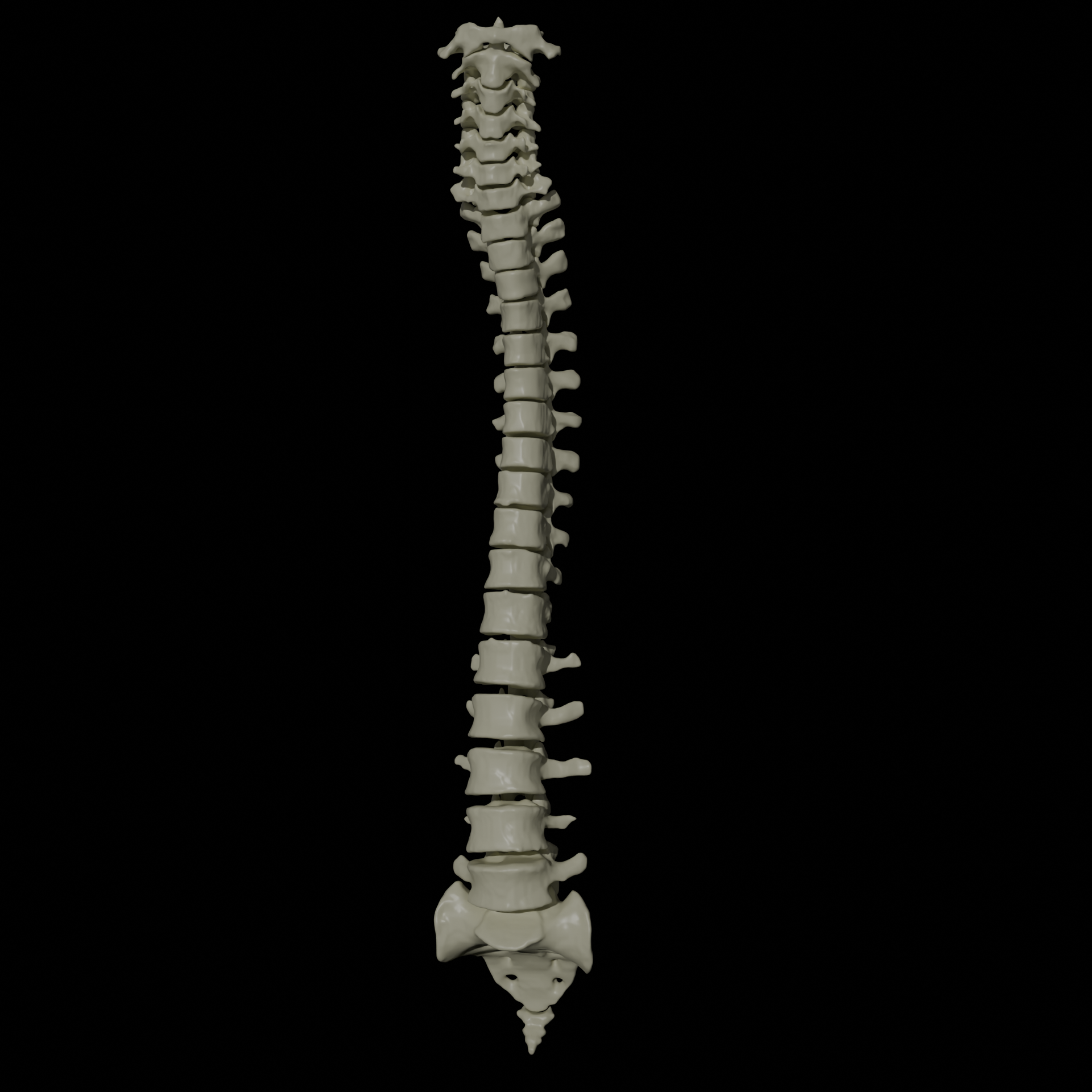 Miniatura 5 do modelo 3D Human Vertebral Column