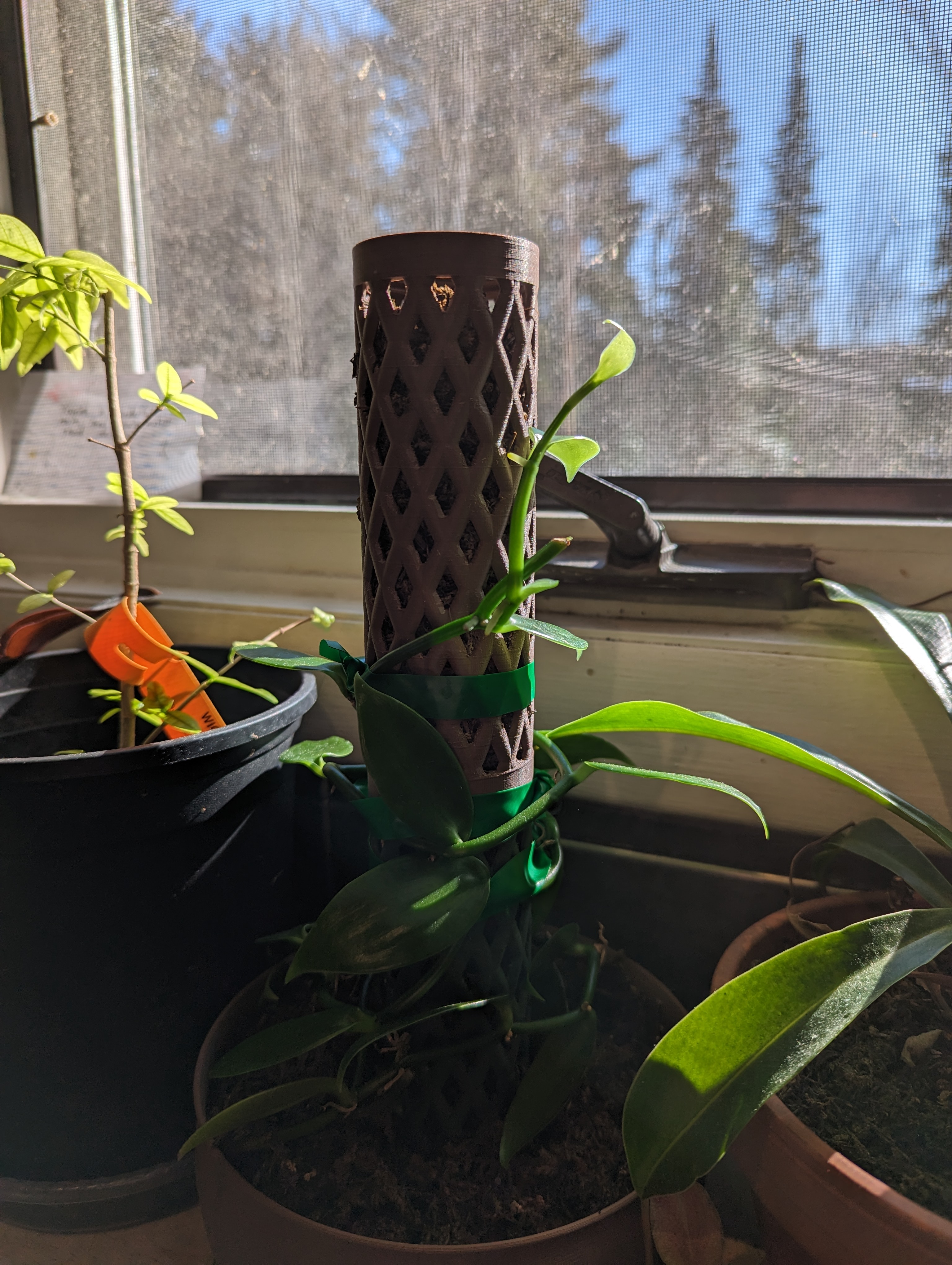 Miniatura 4 do modelo 3D Moss pole pot