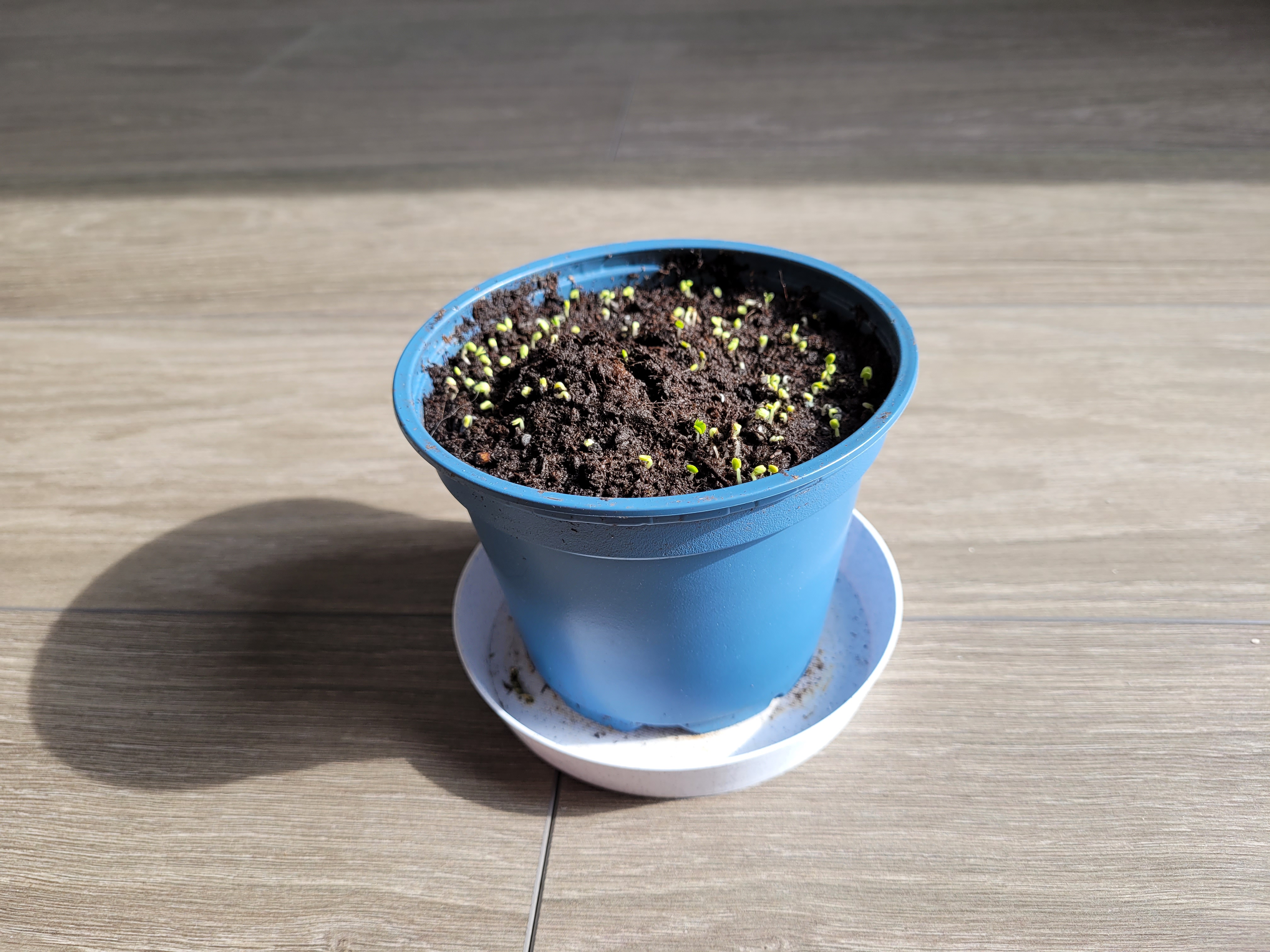 Simple Planter Tray / Untertopf 11cm
