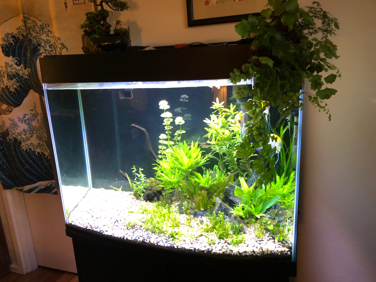 Aquarium, Terrarium, Green wall, Microgreen and Aquaponic substrate ...