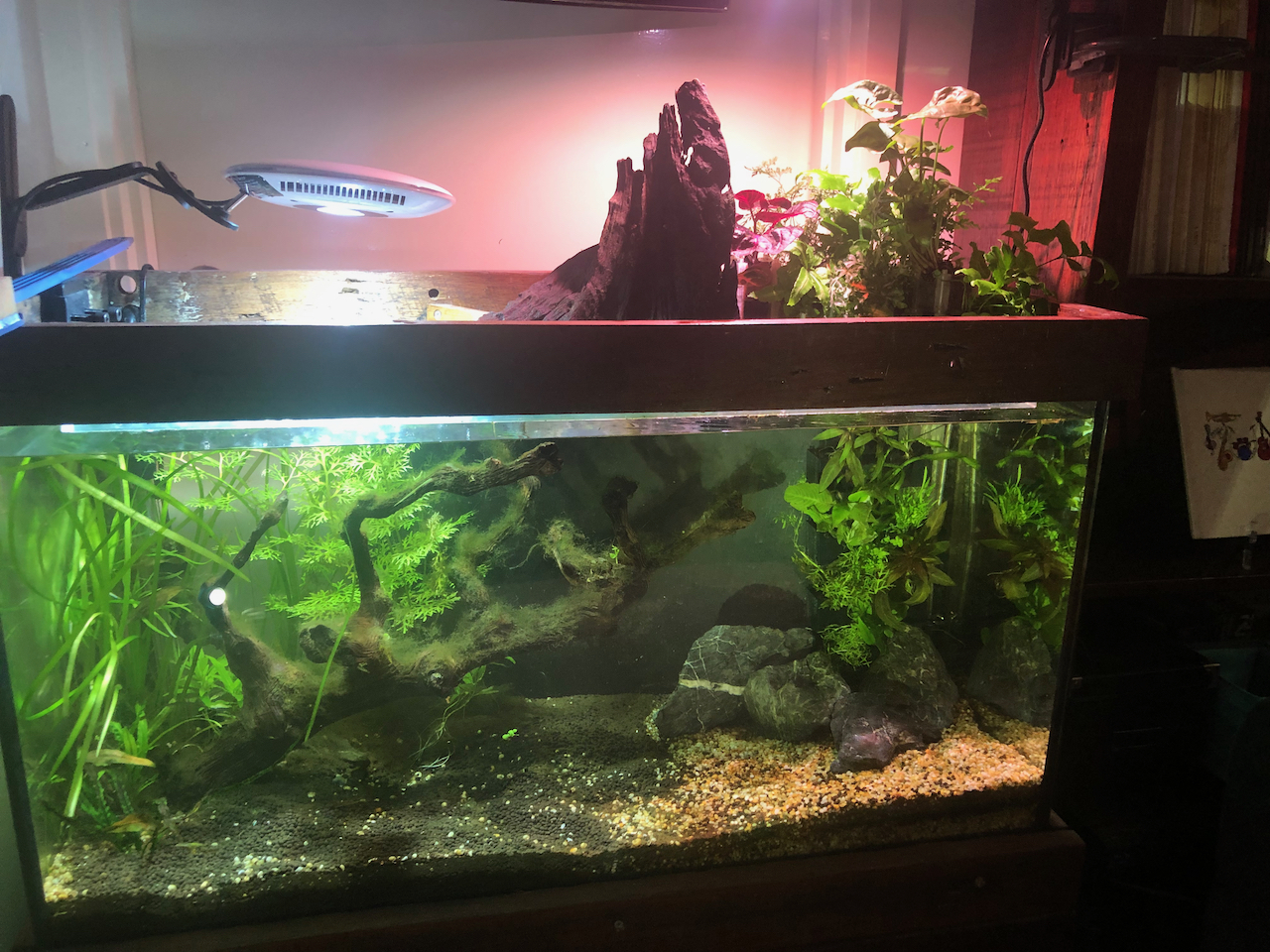 Aquarium, Terrarium, Green wall, Microgreen and Aquaponic substrate ...