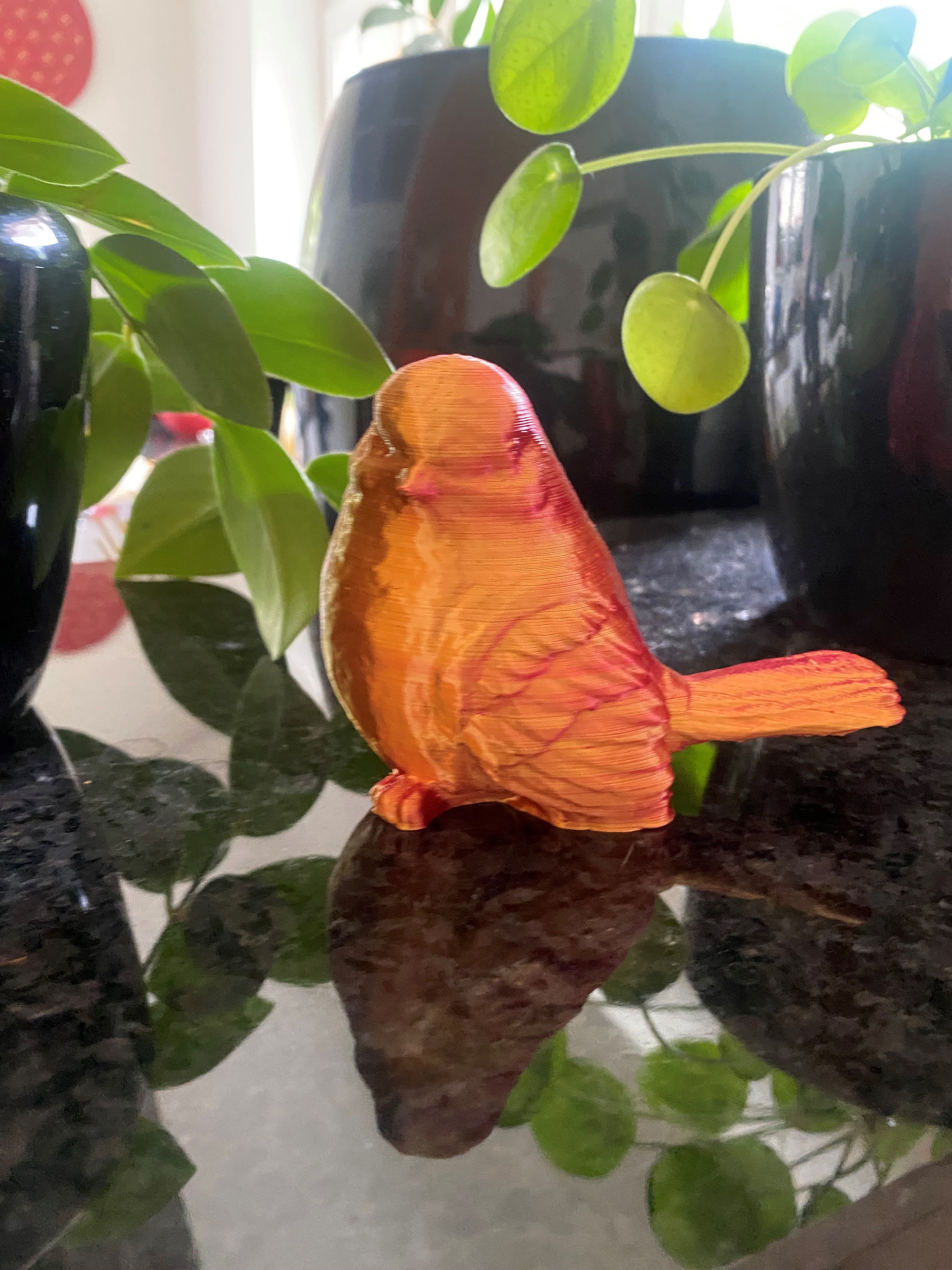 Cute Bird