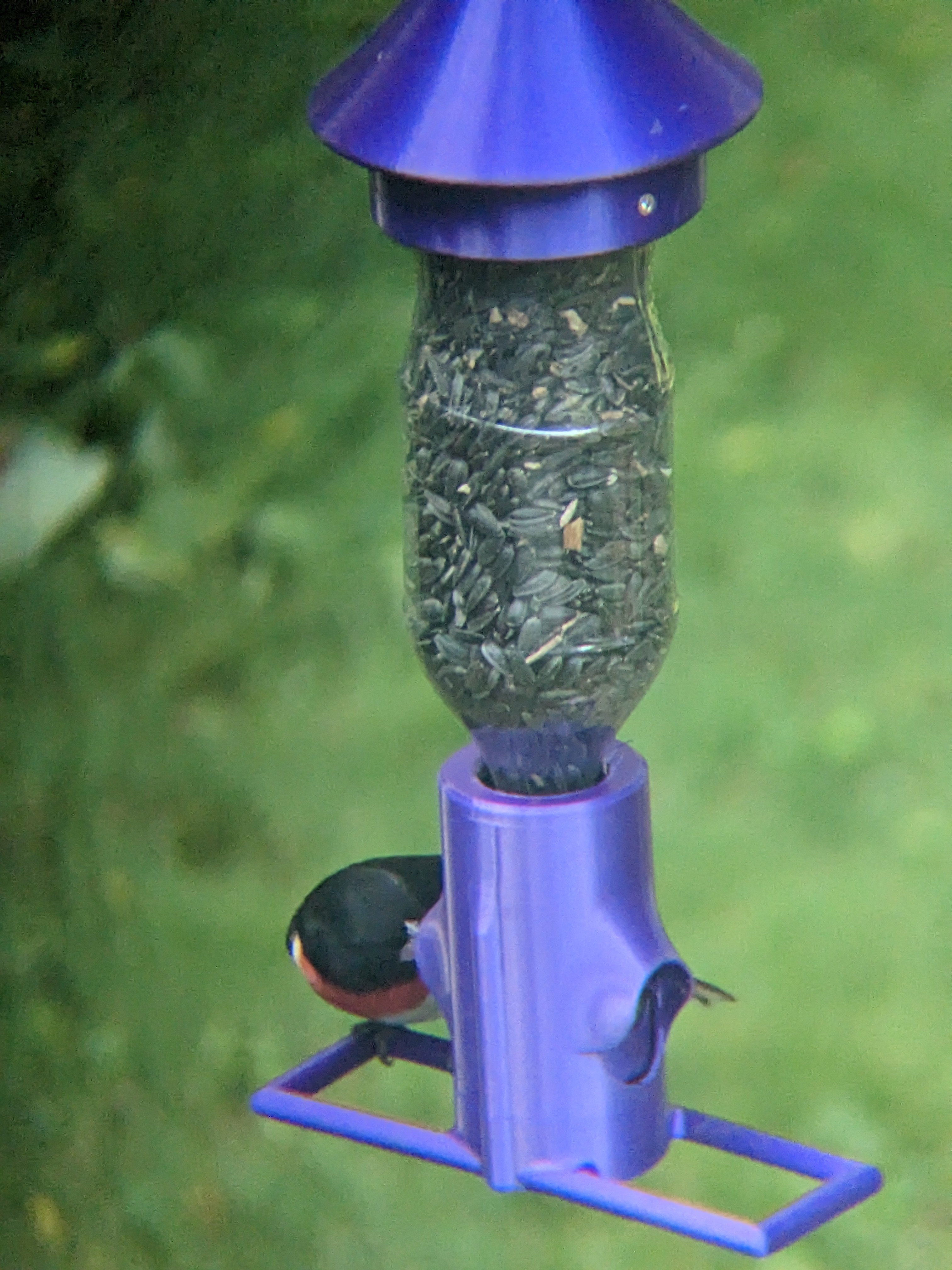 Squirrel Resistant Soda Bottle Bird Feeder