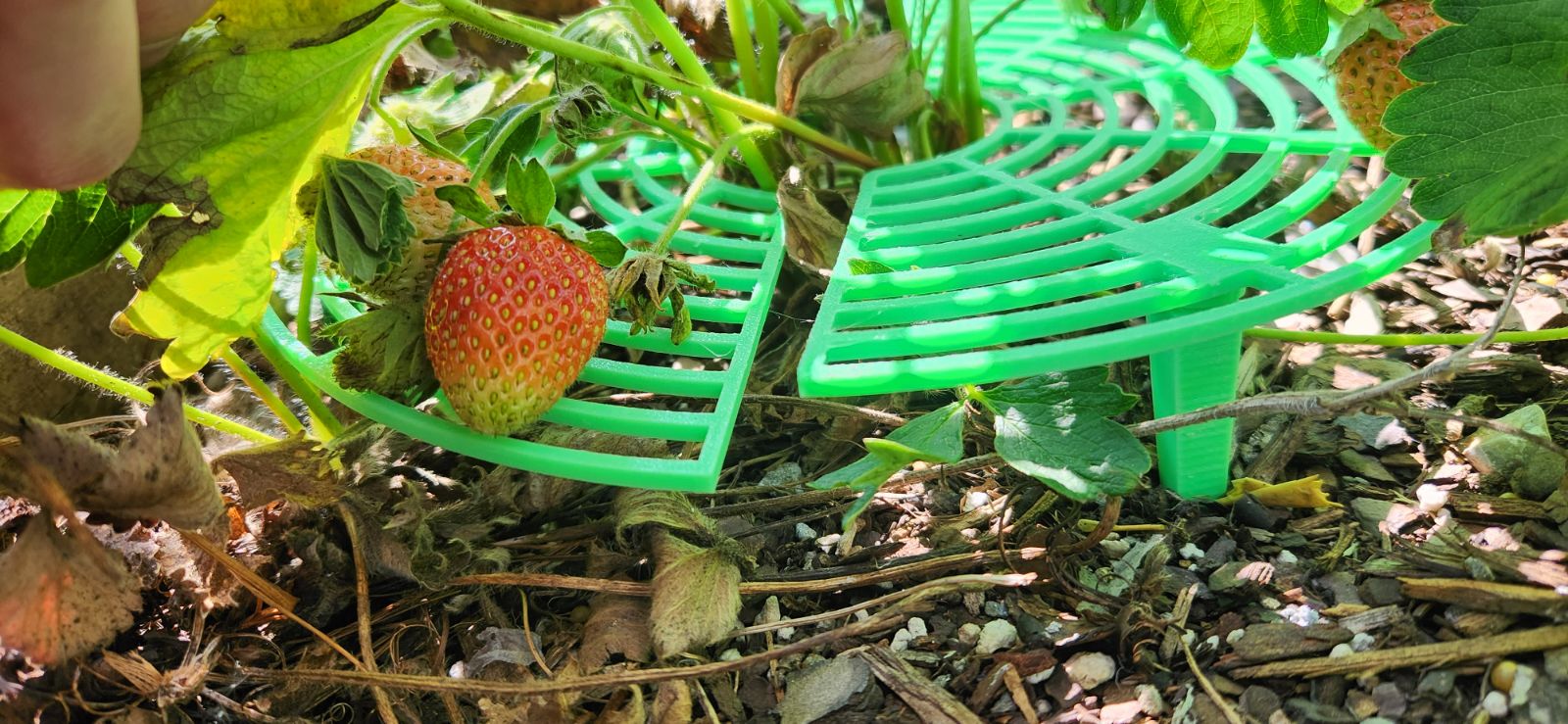 Strawberry Support Spike