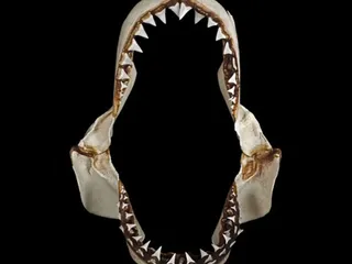 Great White Shark Jaws by kizla