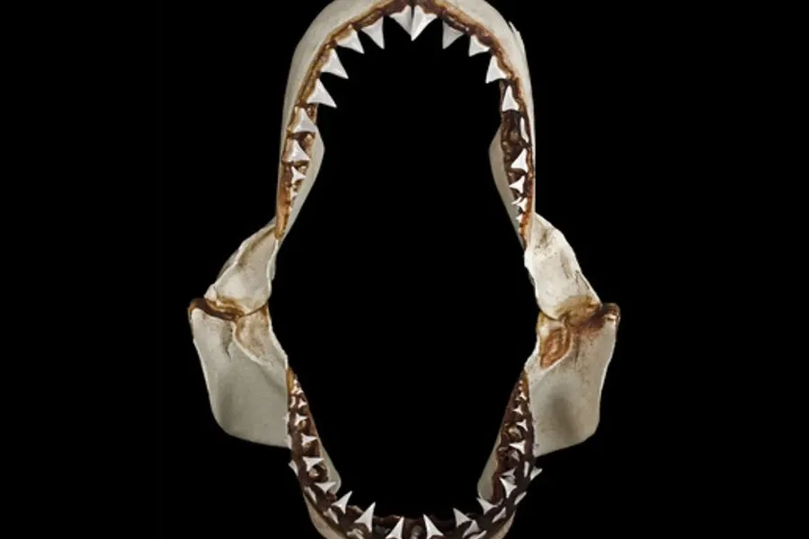great white shark jaws open