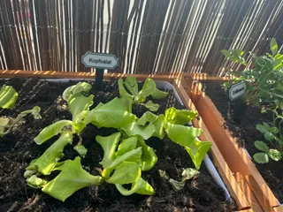 Gemüseschilder / Vegetable signs