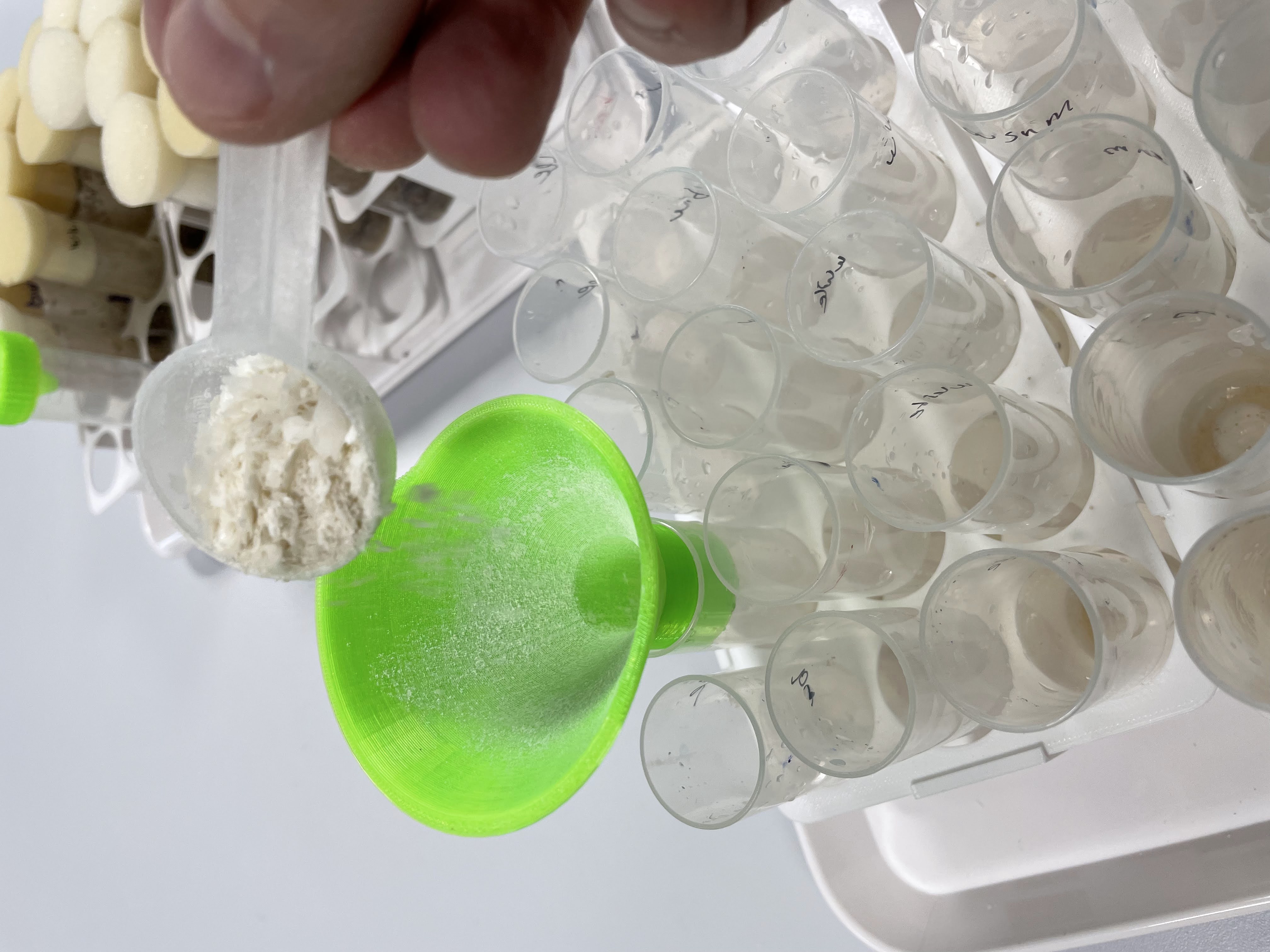Dry food funnel (Drosophila melanogaster)
