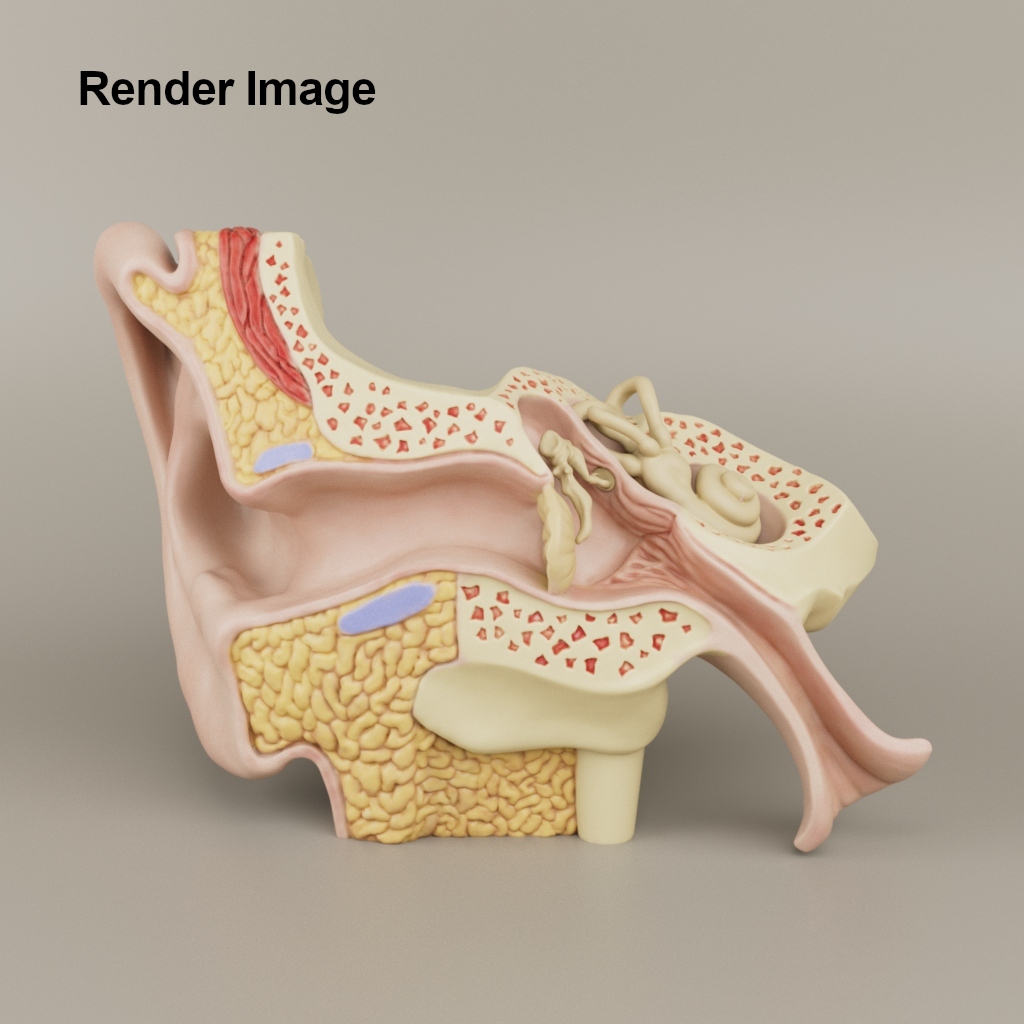 Anatomy of the Ear A Cross-Sectional 3D Print for Education