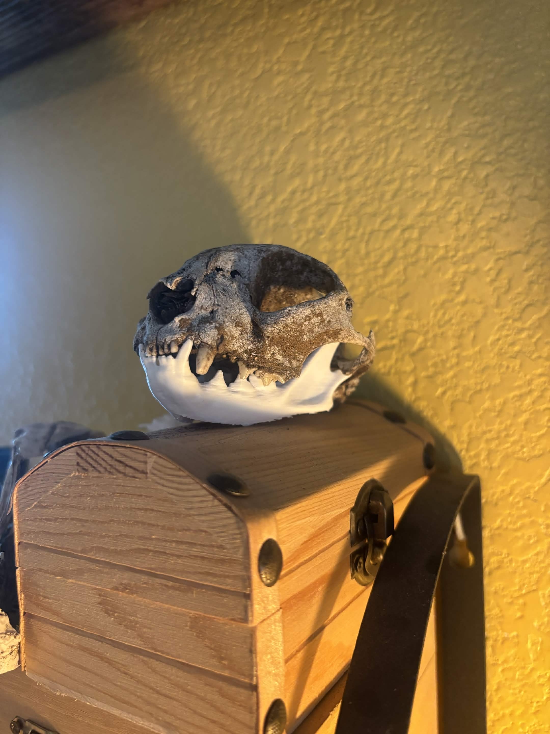 Domestic Cat Lower Jaw (Felis Catus)