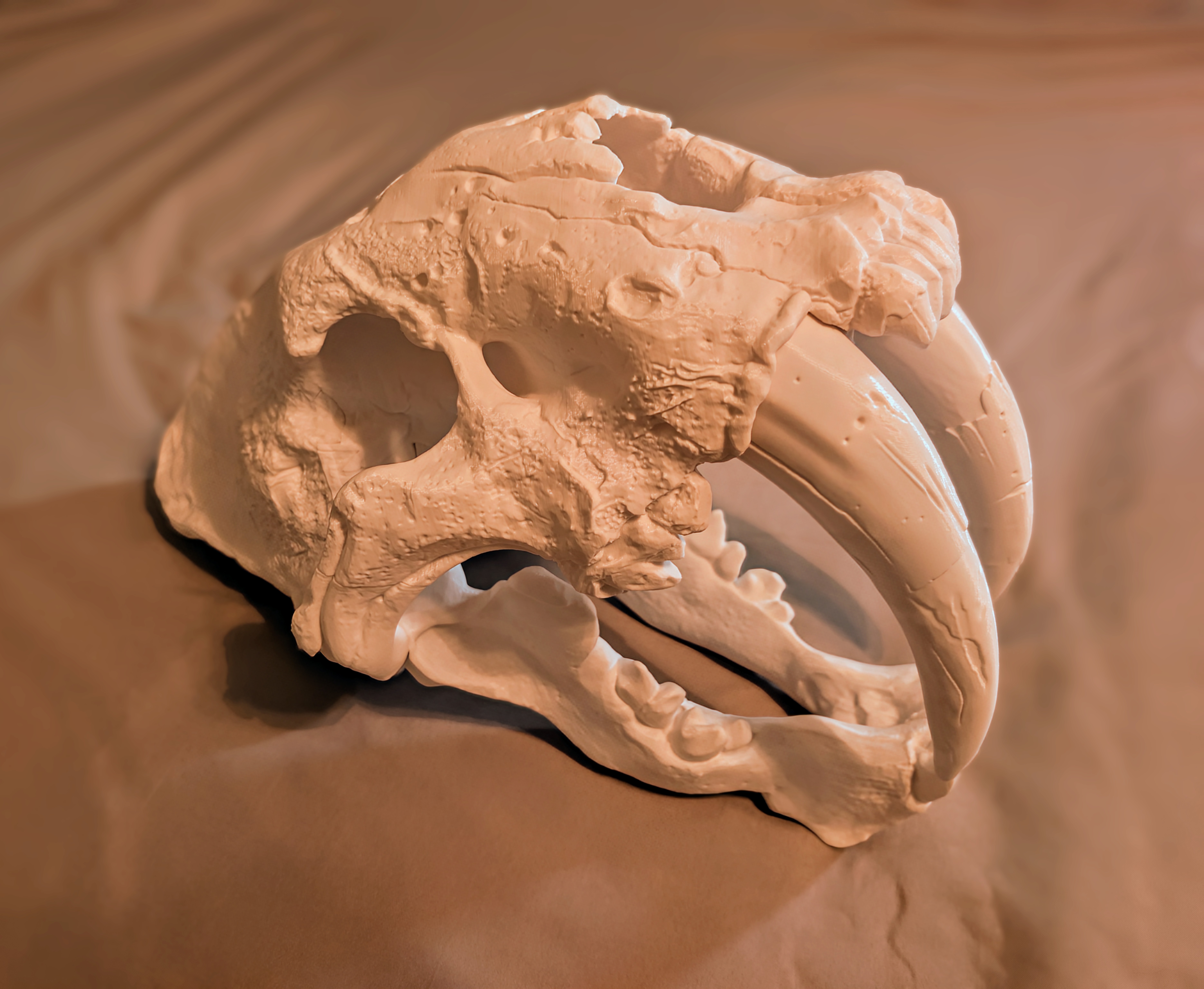 Smilodon Skull (Saber-Toothed Cat)