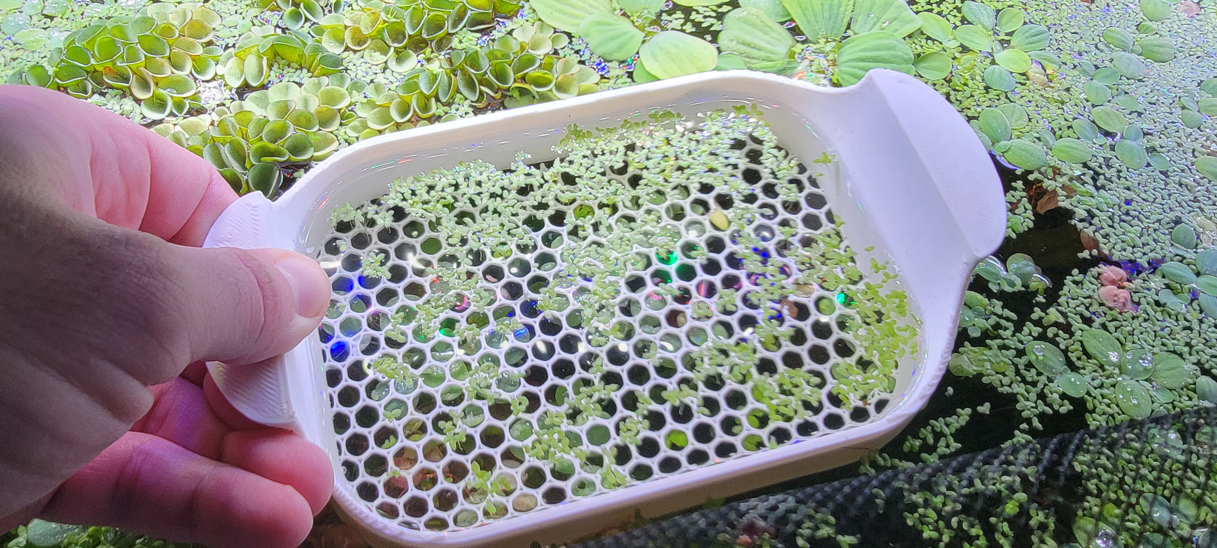 Duckweed Removal Tray