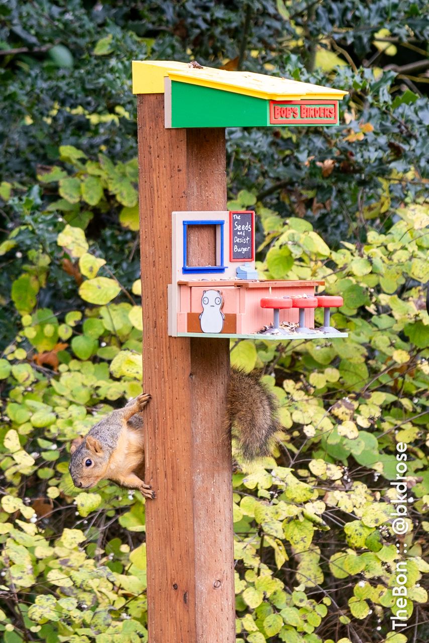 Bob's Birders (Bird and Squirrel Feeder) by dereksrose Download free