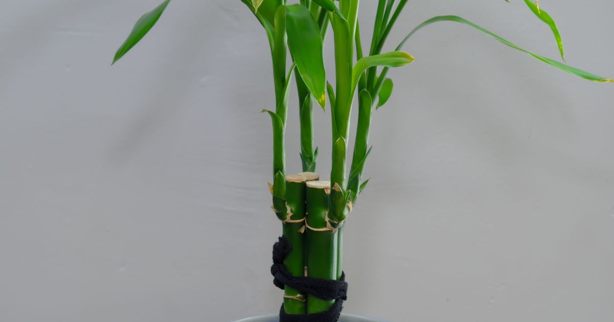 Parametric SelfWatering Liner for Potted Plants by Flying Gyroscope