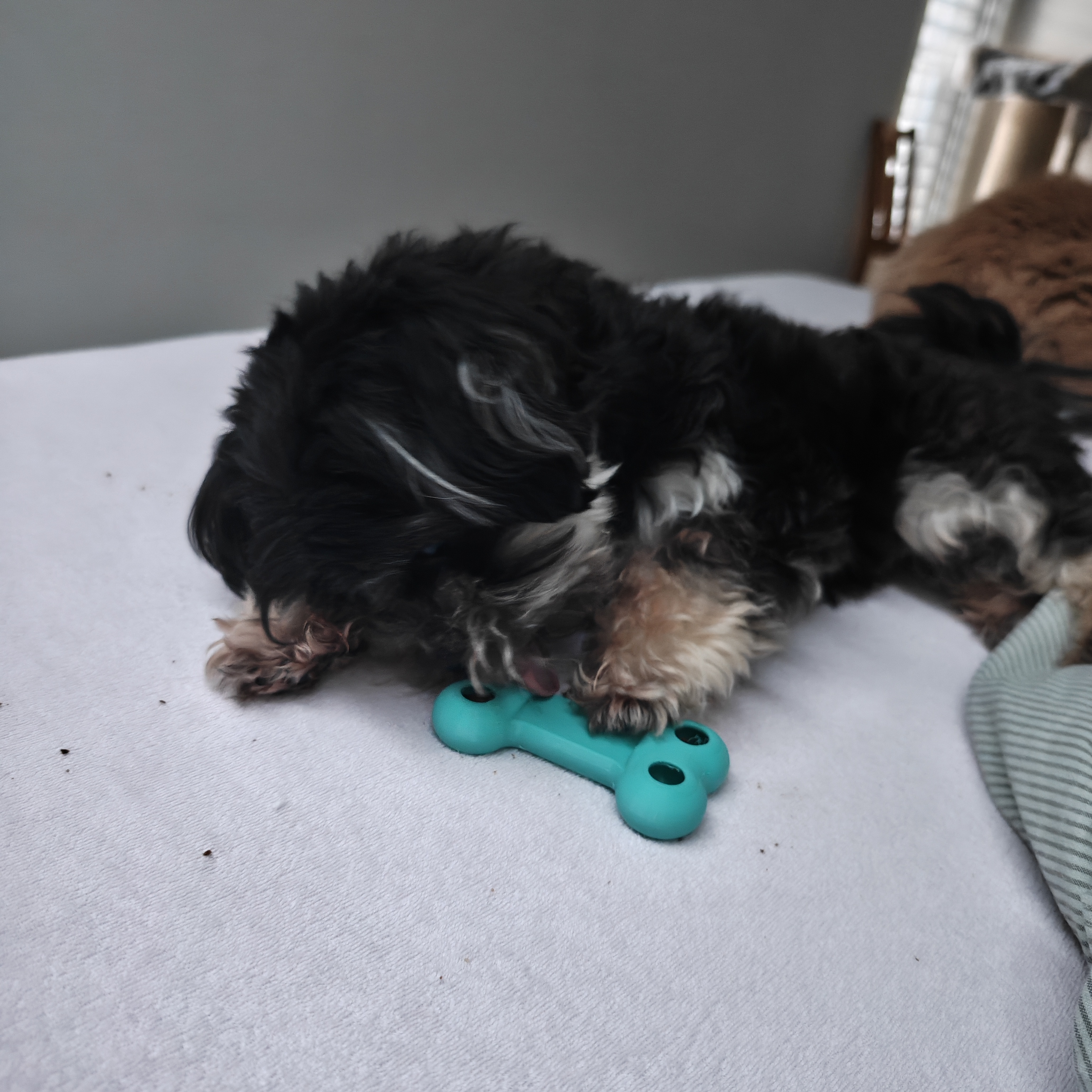 3D Printed Dog Bone with Treat Pockets (TPU)