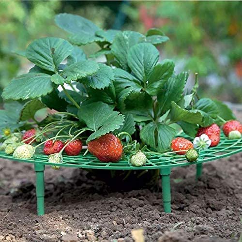 Strawberry Growing Supports