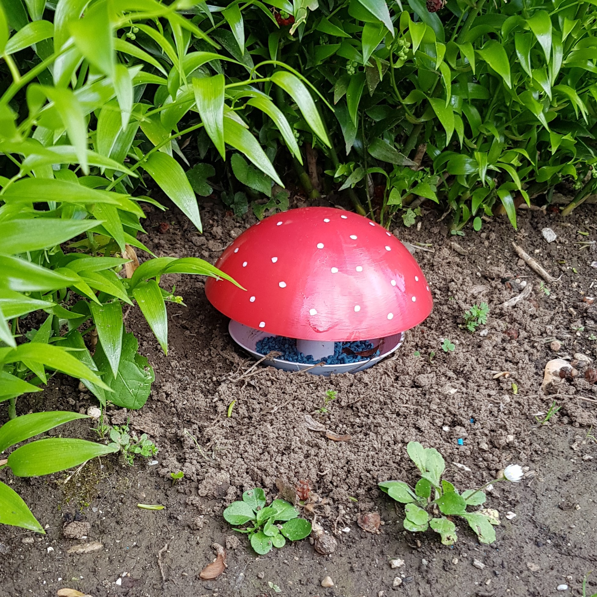 Mushroom Snail Trap - Slug Trap - Fungo Trappola per Lumache