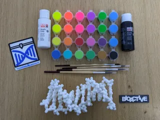 DNA Model Kit (paint included)