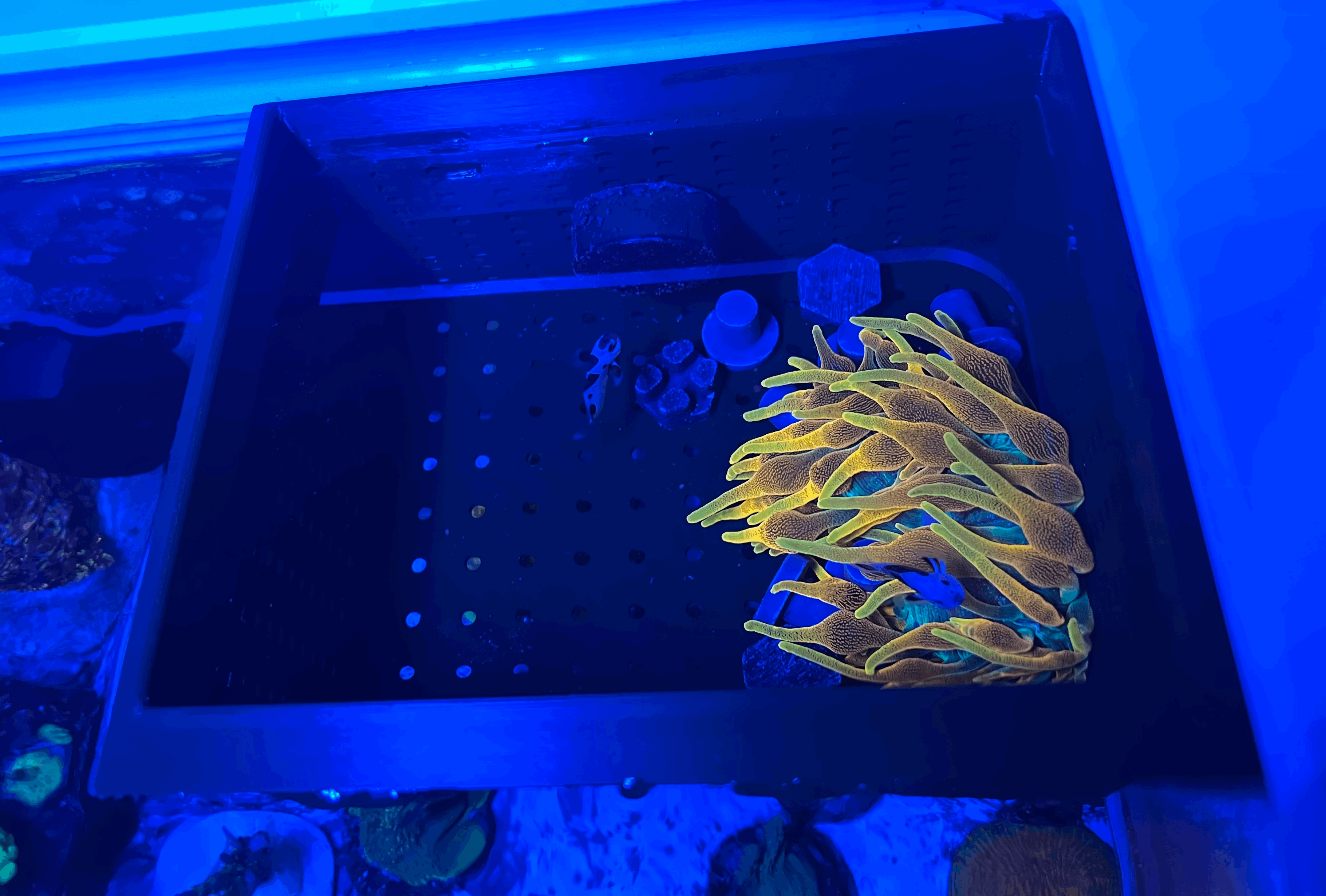 Floating Fish Basket