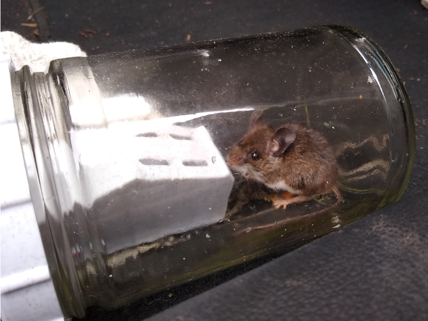 Mason Jar Mouse Trap 3D model thumbnail