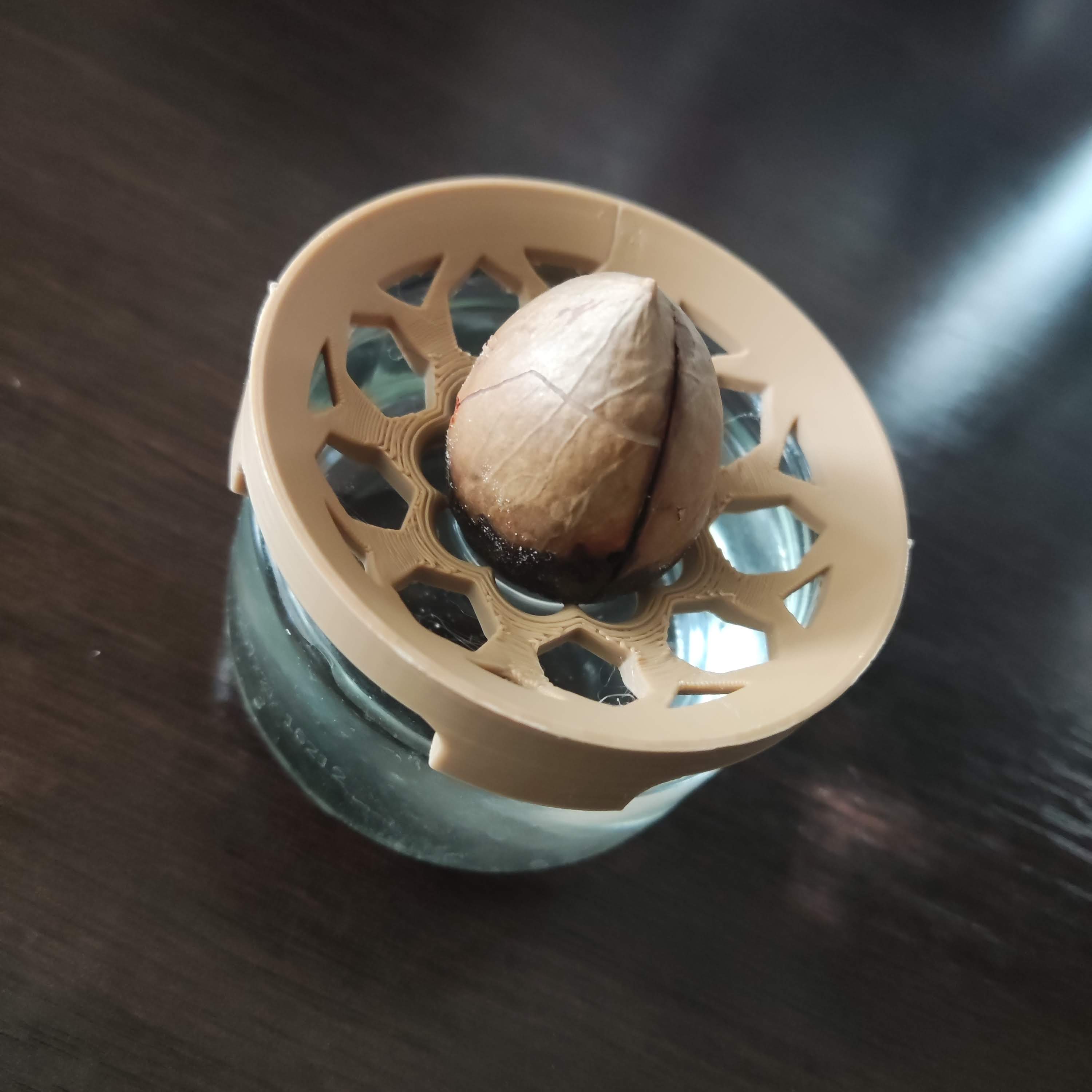 Adaptateur pour faire germer un noyau d'avocat