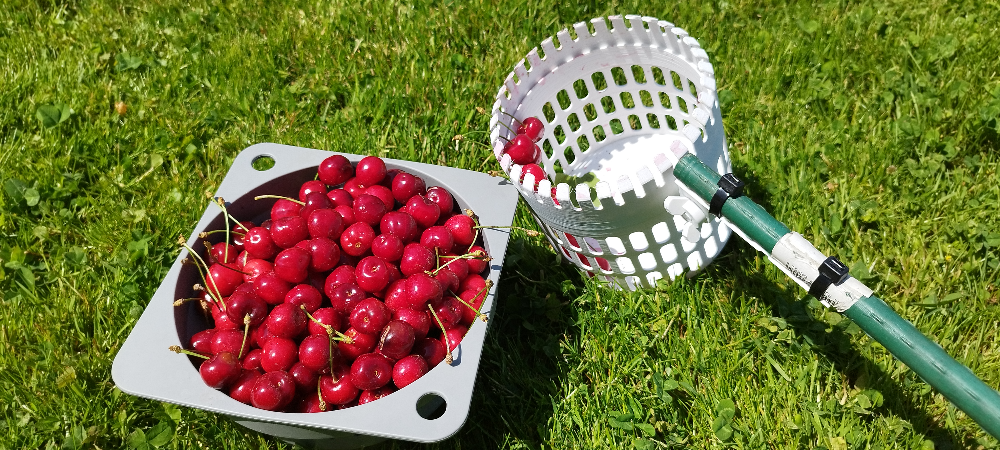 The fruit picker