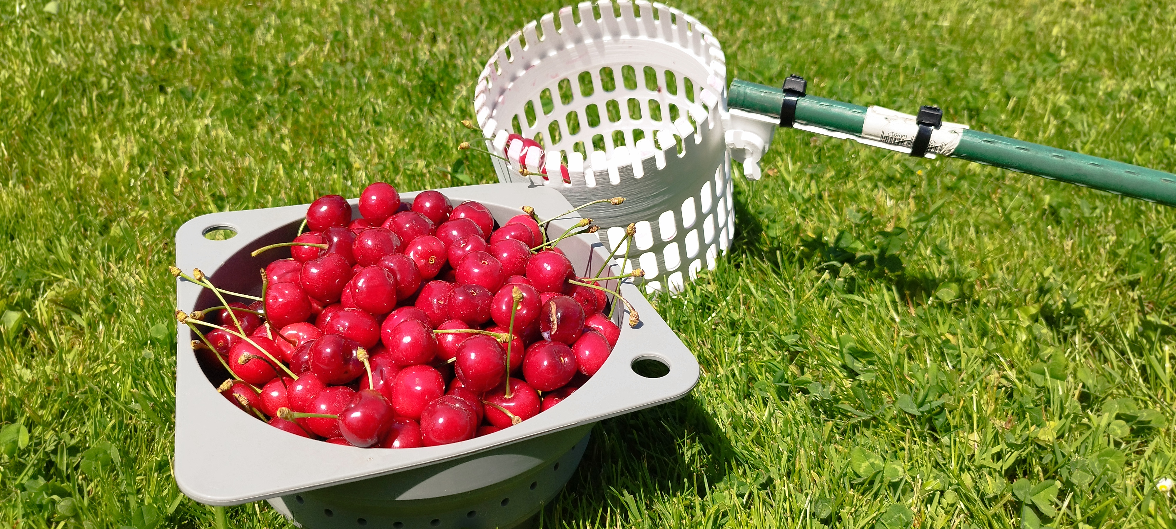 Miniatura 2 do modelo 3D The fruit picker