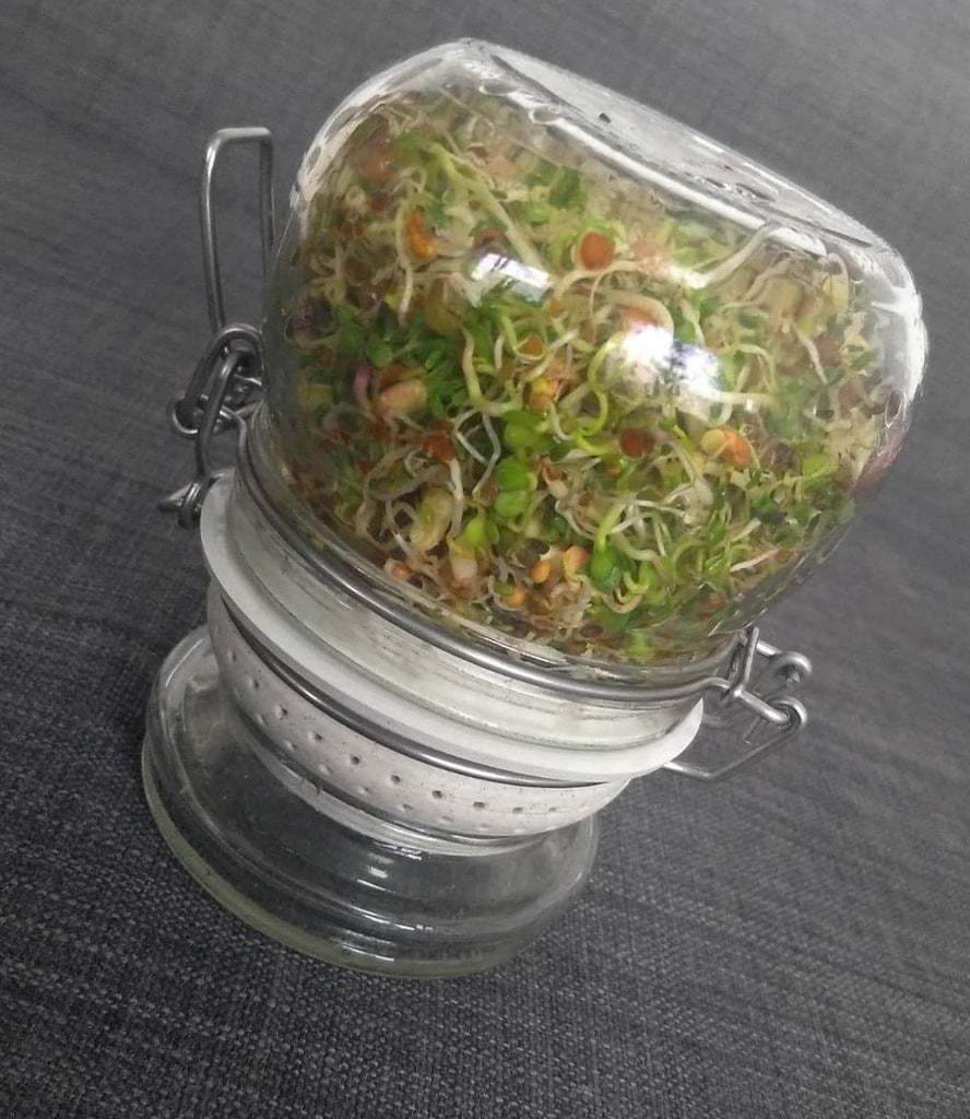 Full Power Flower Plant - Seed Sprouter