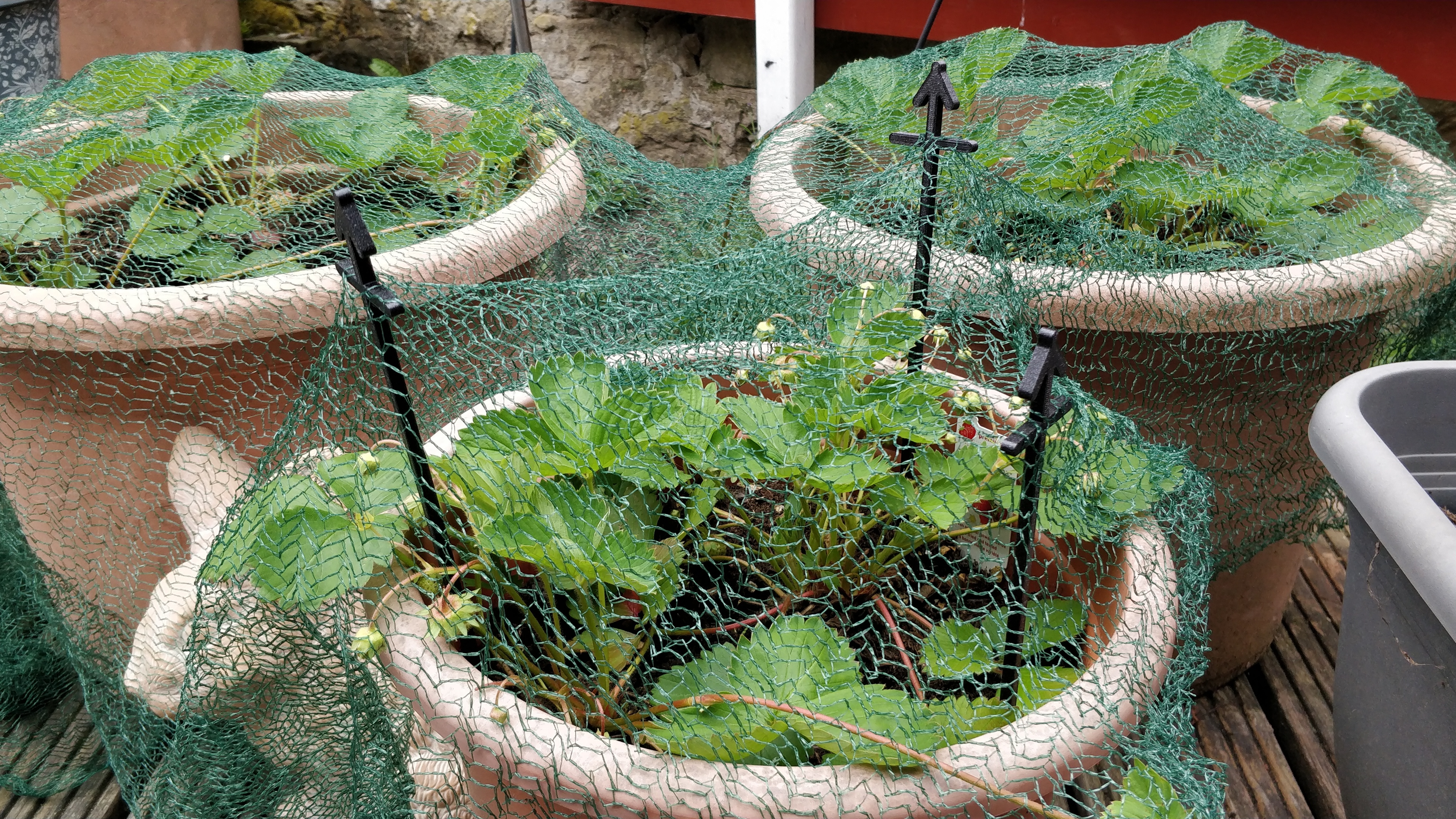 Planter stick for bird protection net / Blumentopf Vogelschutznetz Stütze