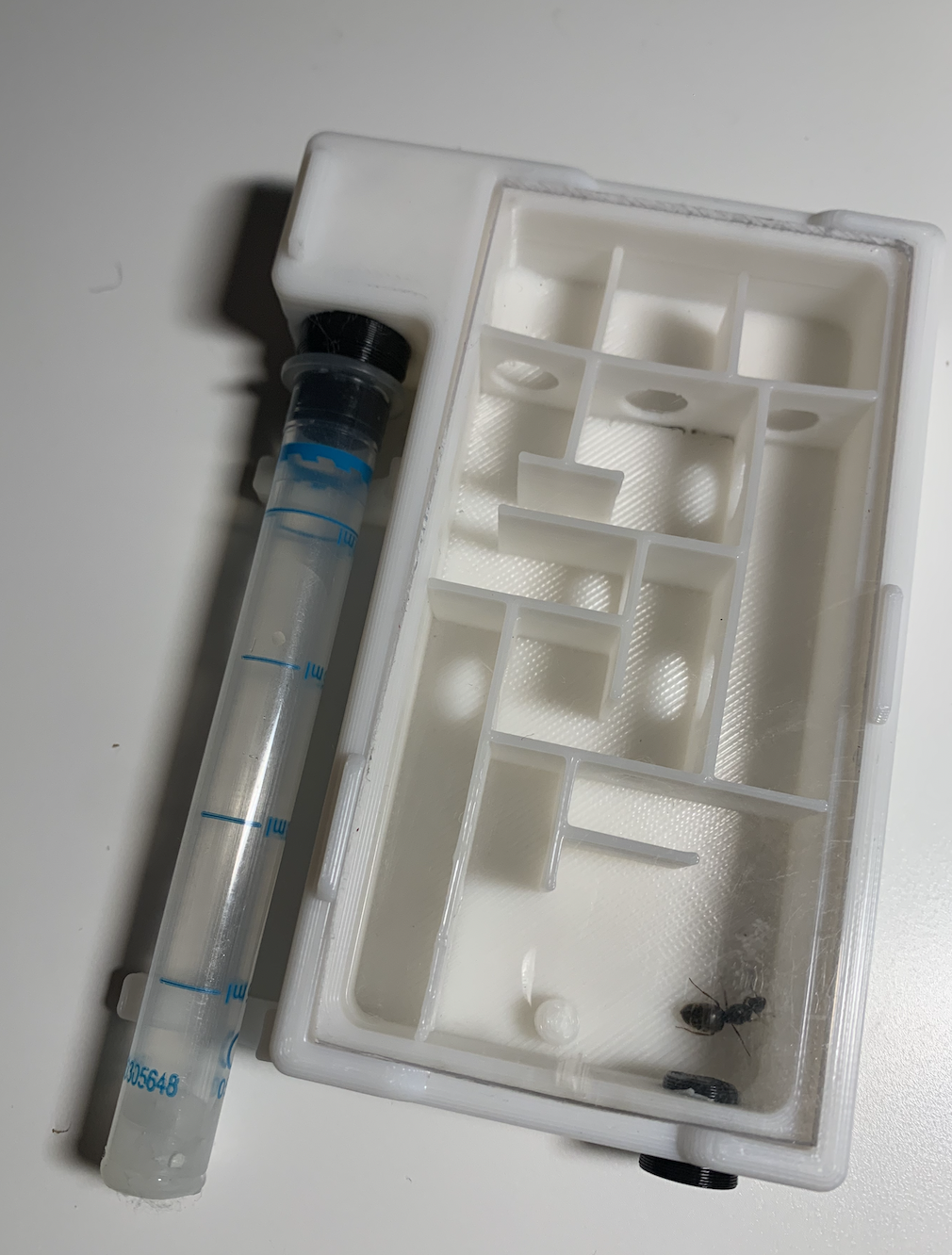 Formicarium Maze
