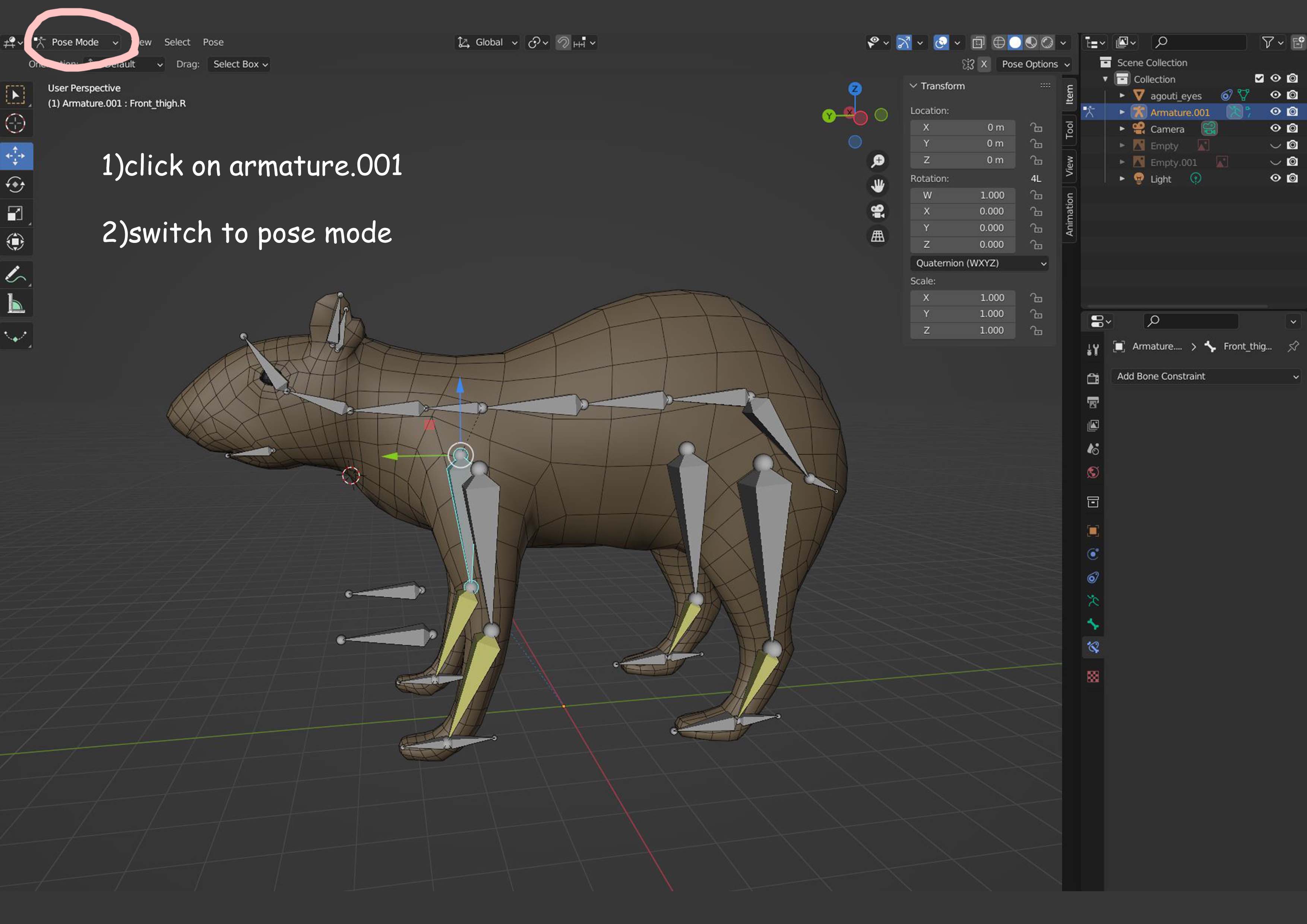 Agouti Models