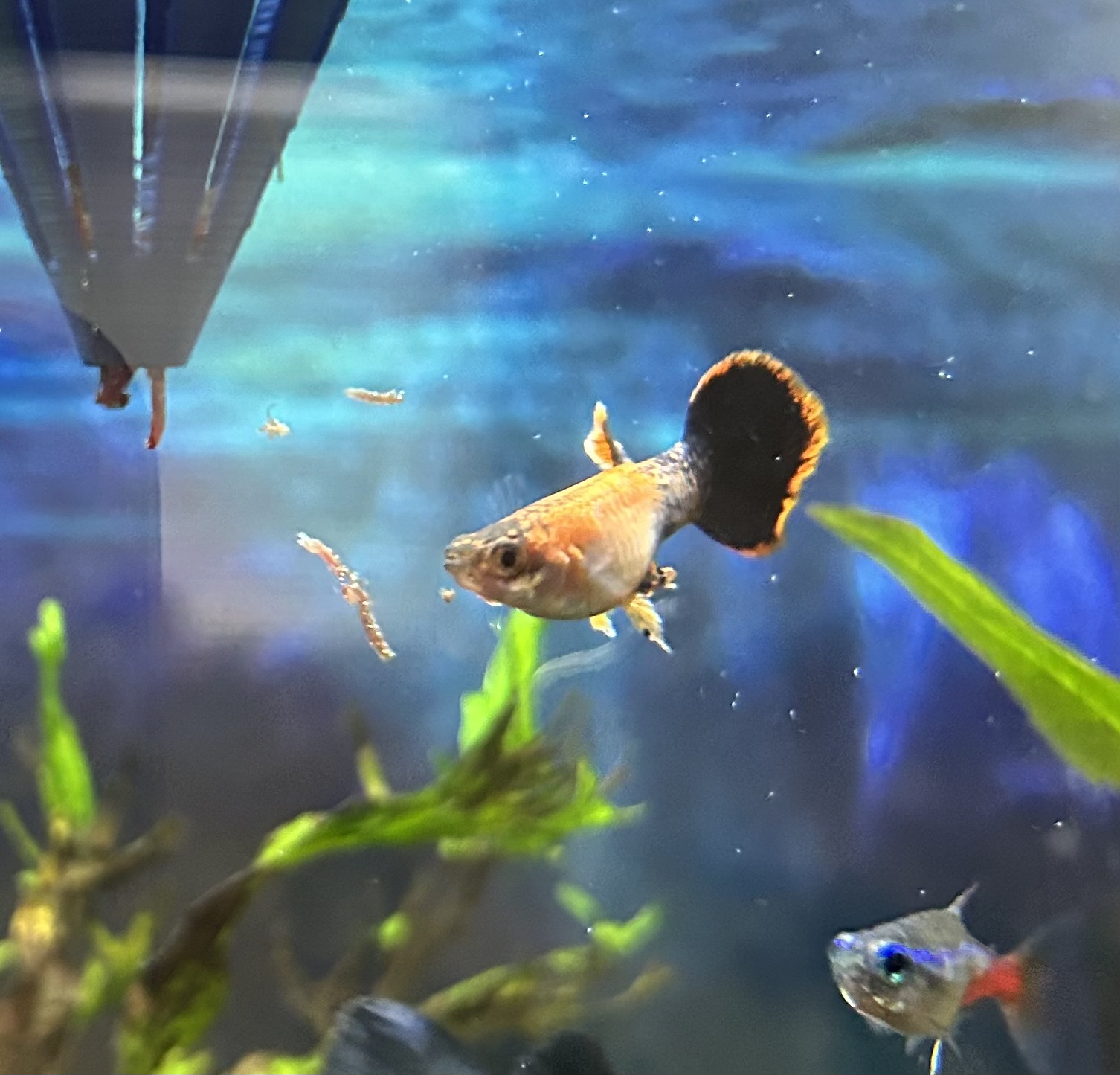 Fish tank water diffuser
