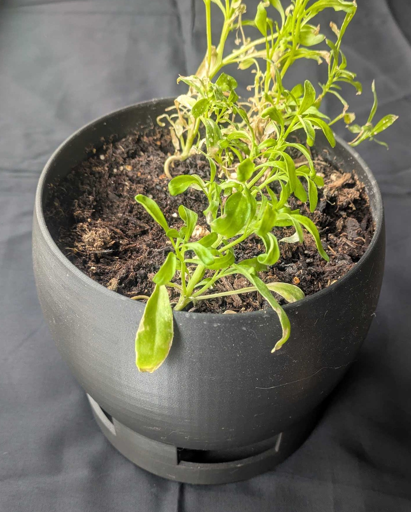 Small Plant Pot