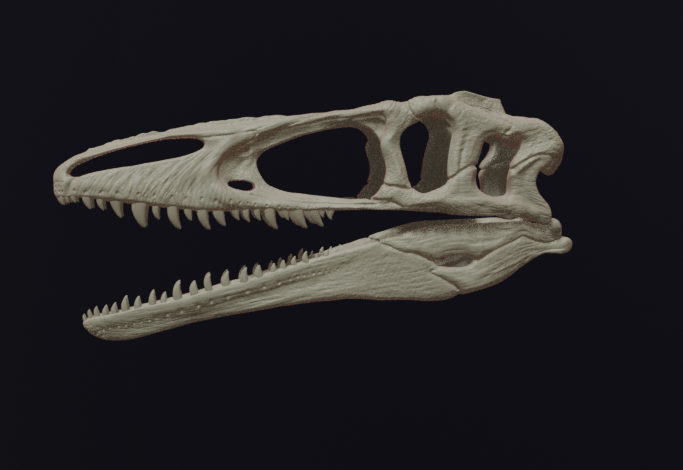 Megaraptor Replica Skull
