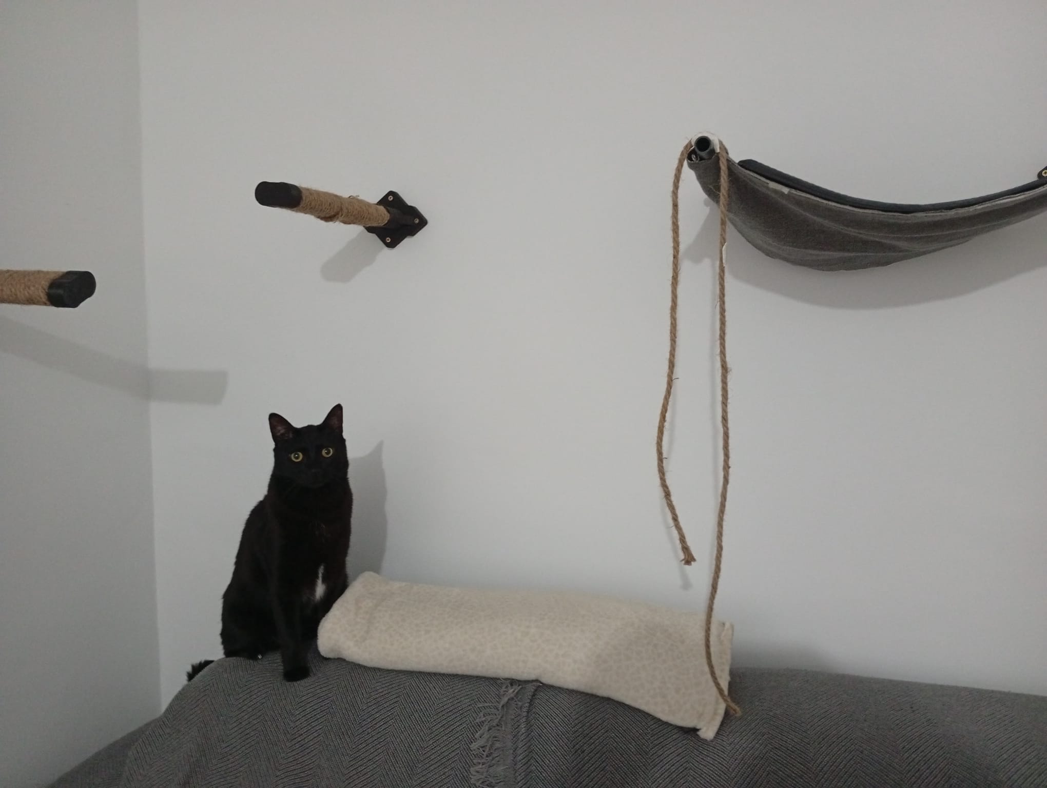 DIY CAT SHELF BASIC +6.5KG