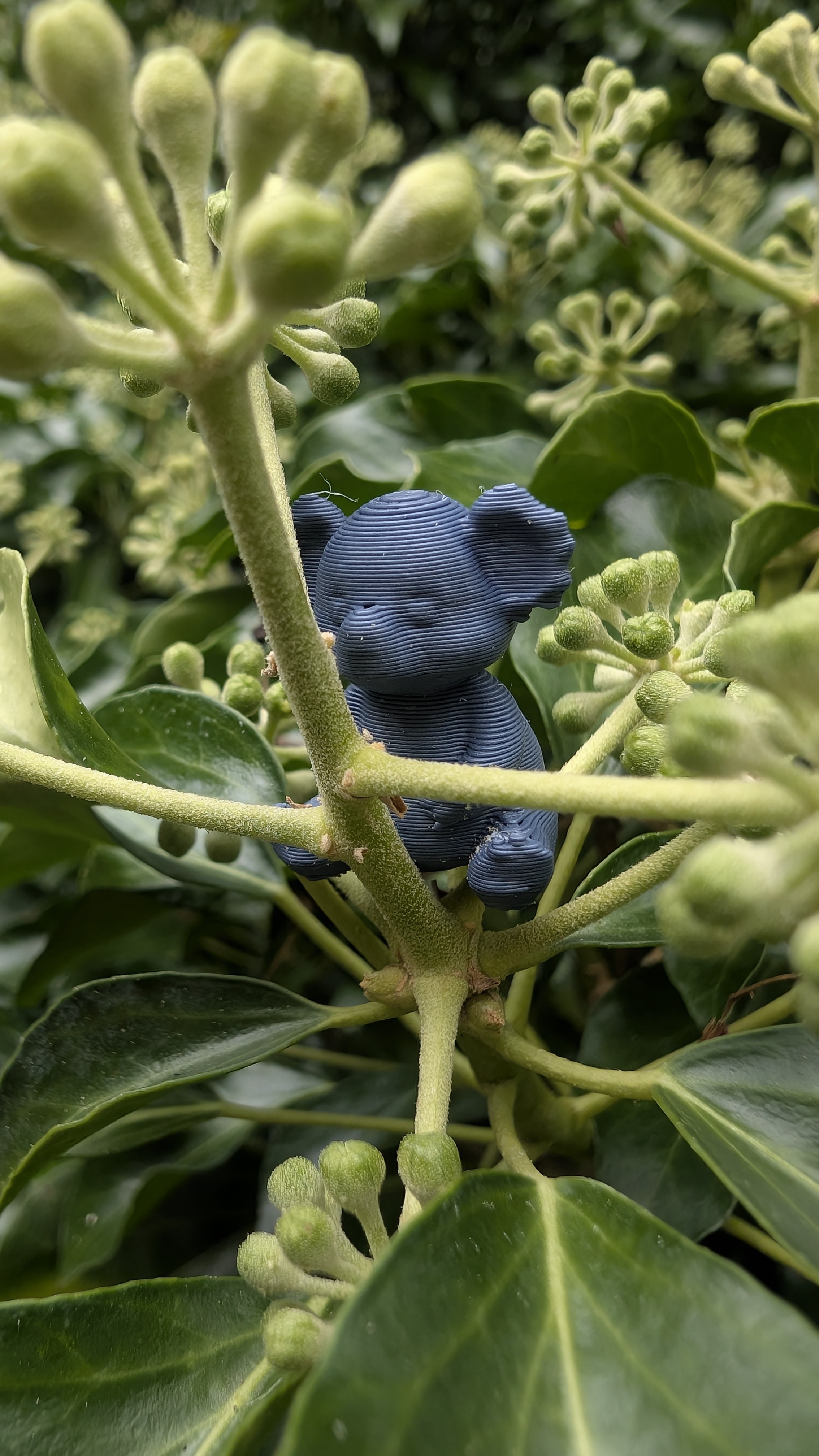Cute Koala