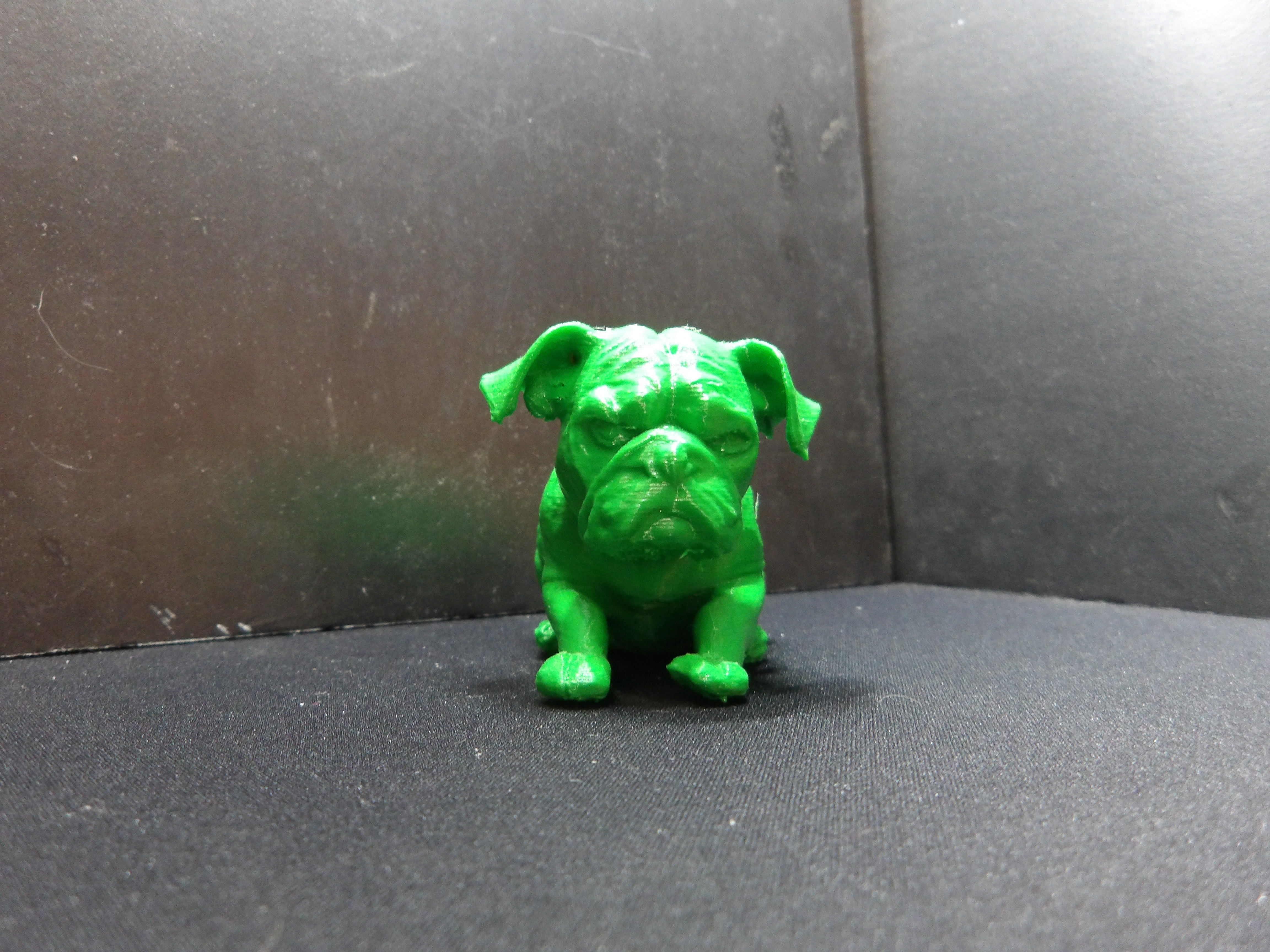 A Grumpy dog.