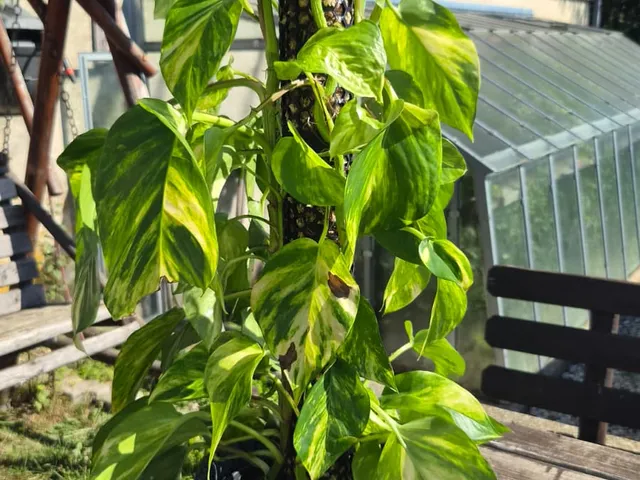 Moosstab für Monstera Pflanzen