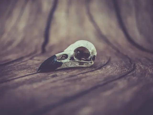 Raven Skull (Pre Supported)