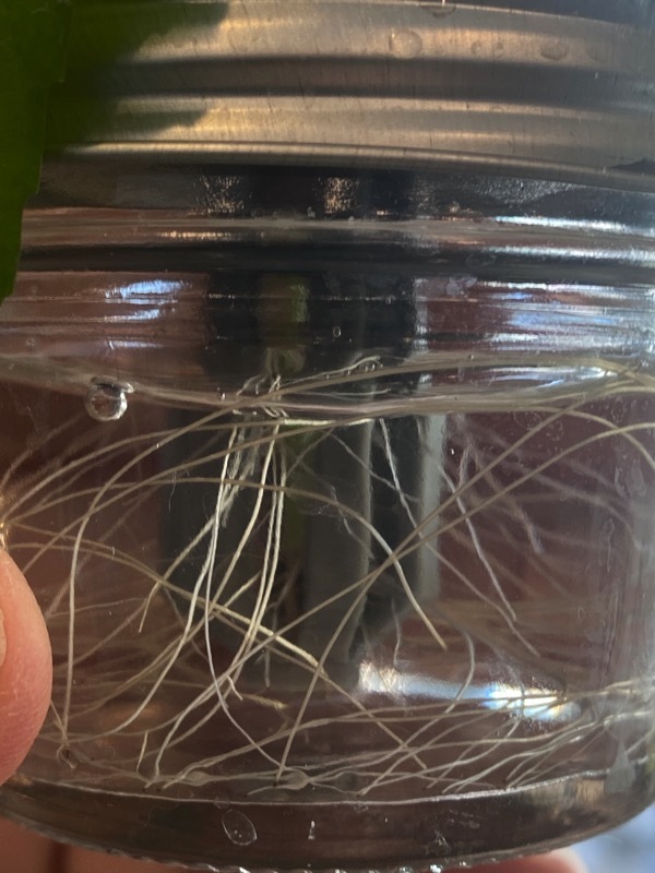 Miniatura 2 do modelo 3D Mason Jar - Insert