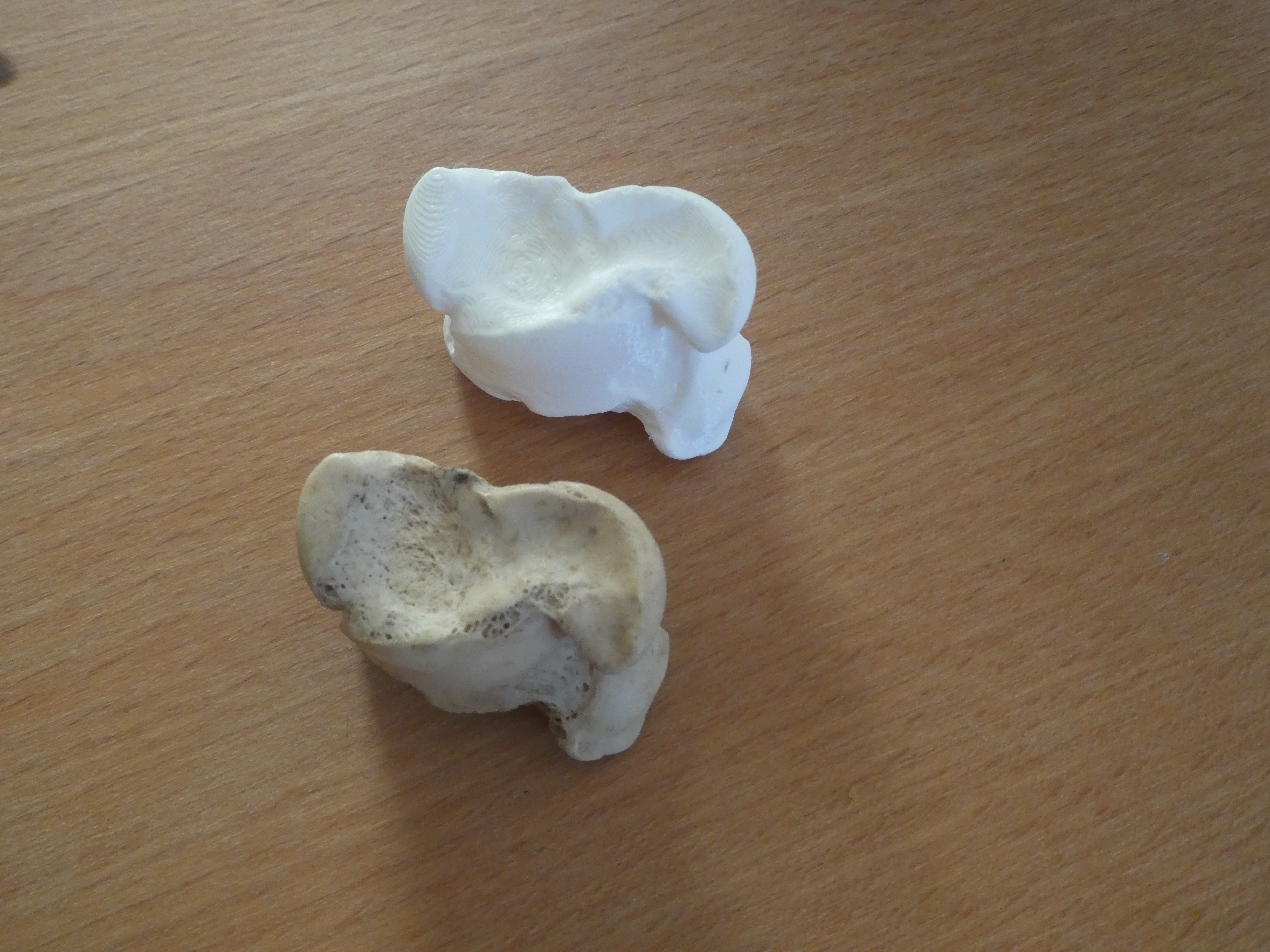 Astragalus, cattle talus bone