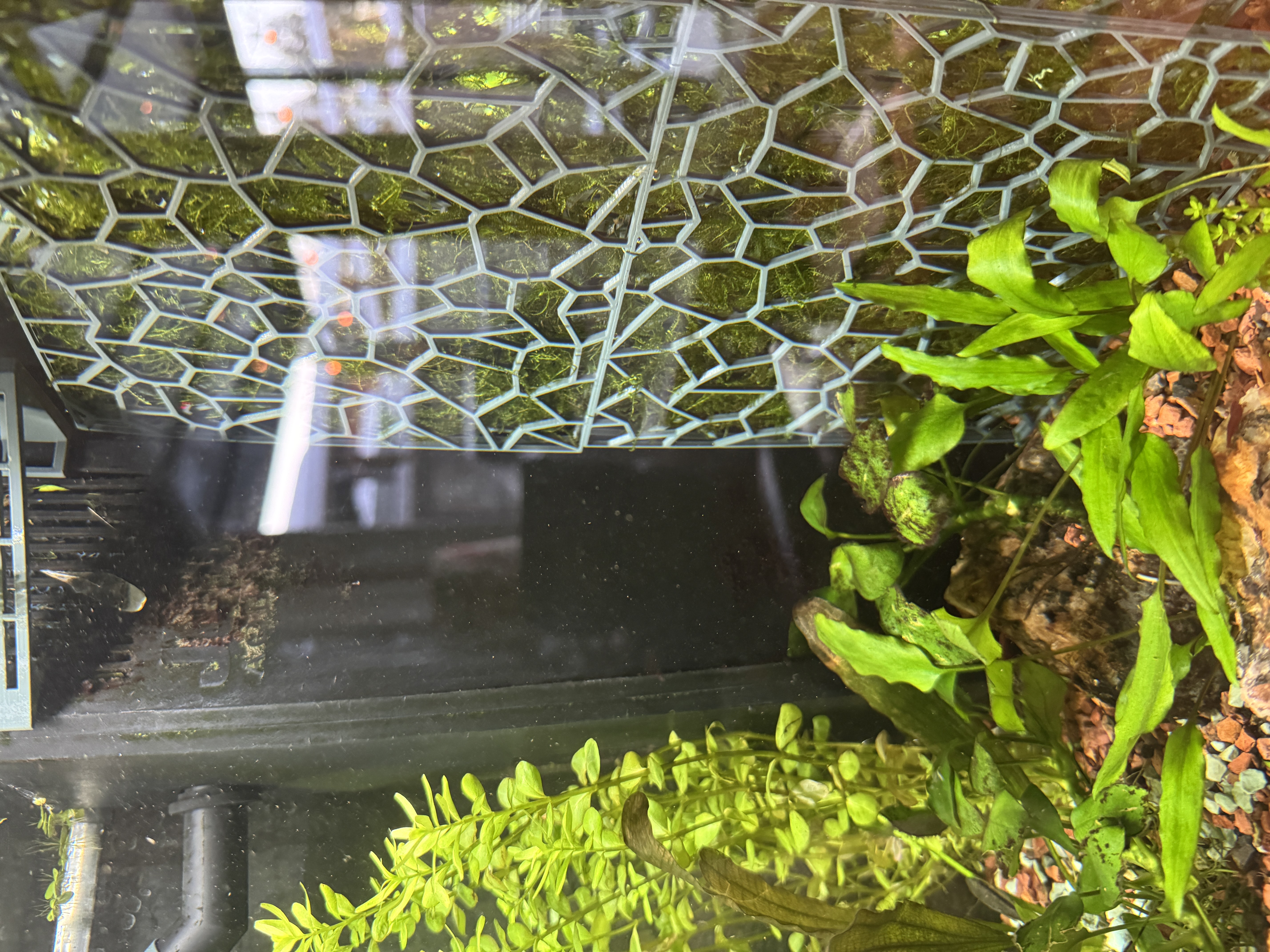 Aquarium moss wall for Juwel Primo