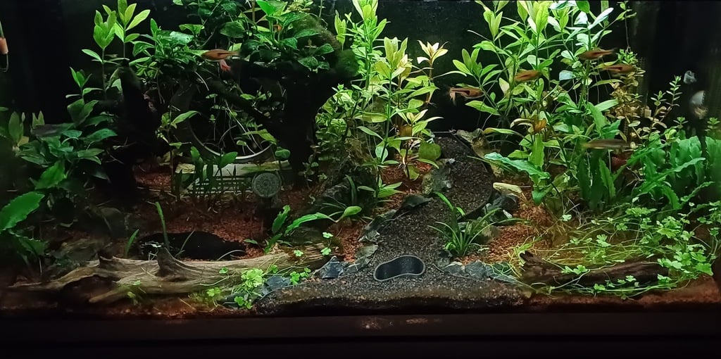 Fish tank path with underground hiding cave