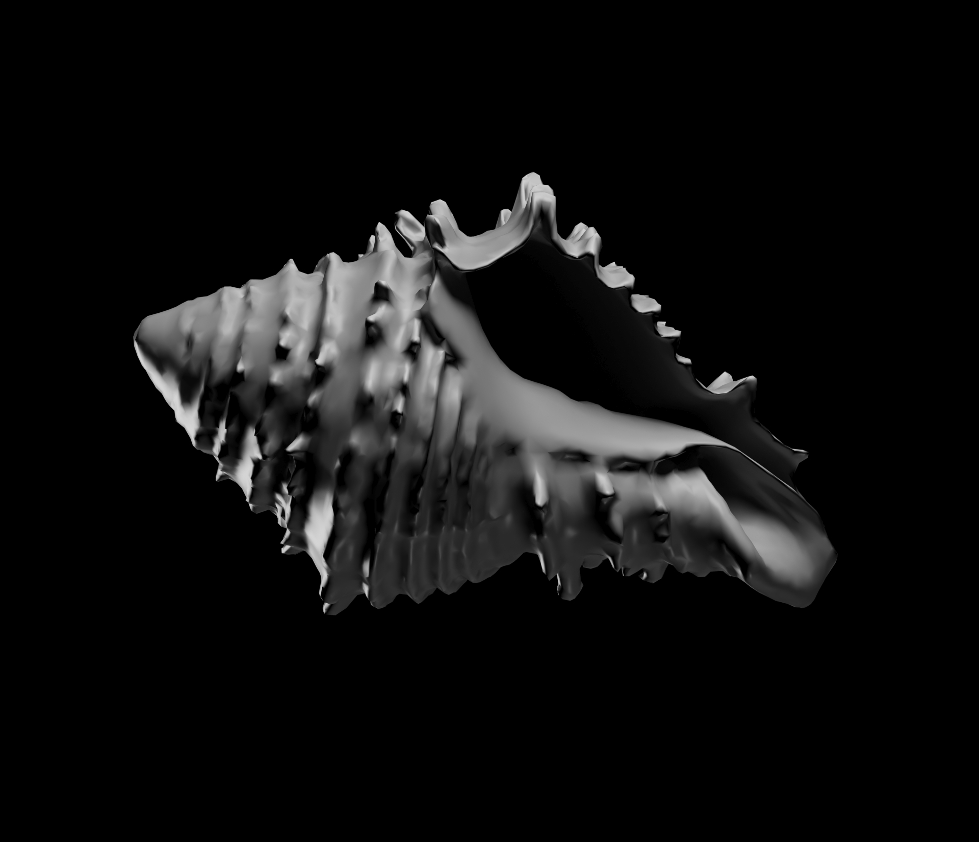 Large Conch Seashell — thumbnail 3