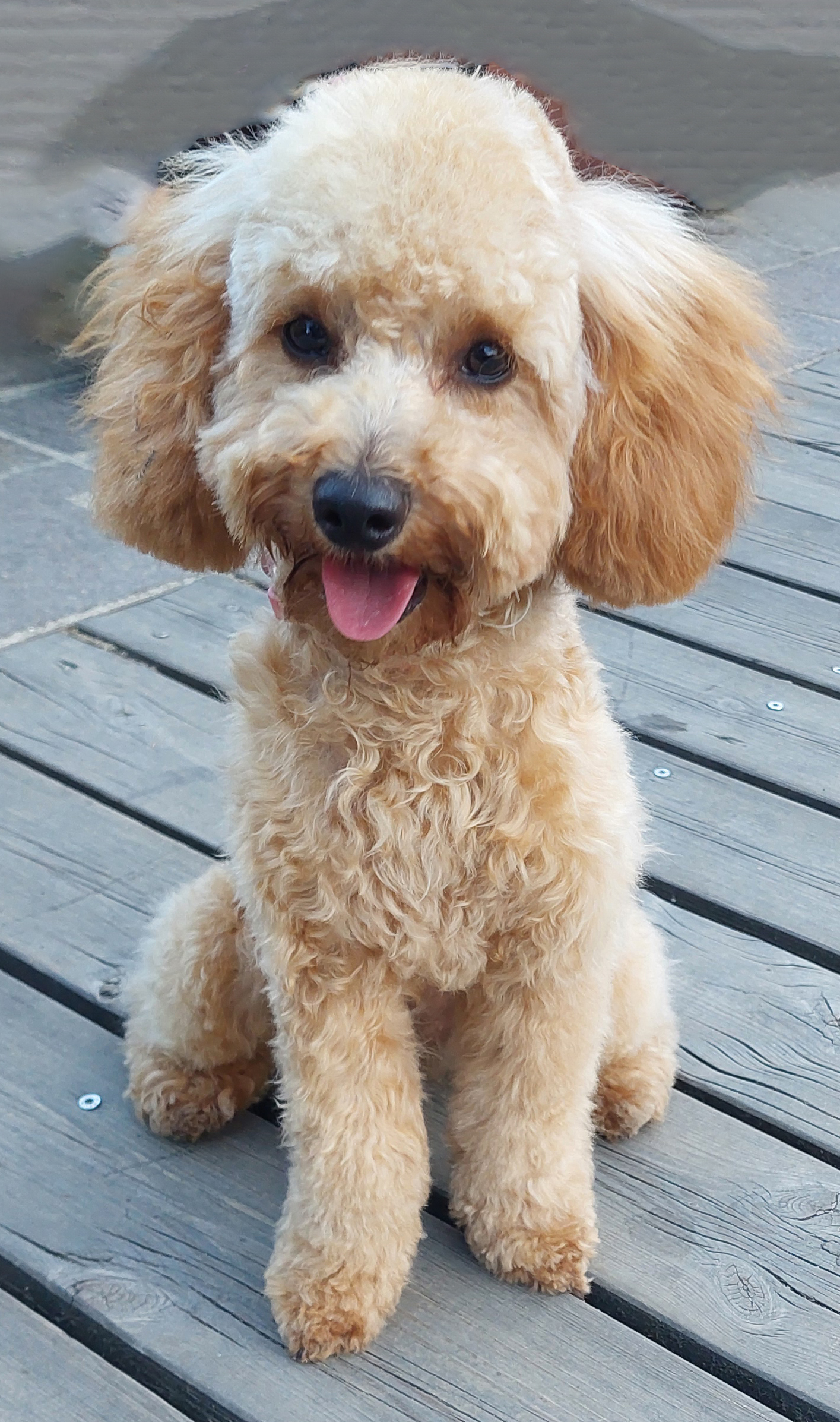 Poodle dog sitting barboncino