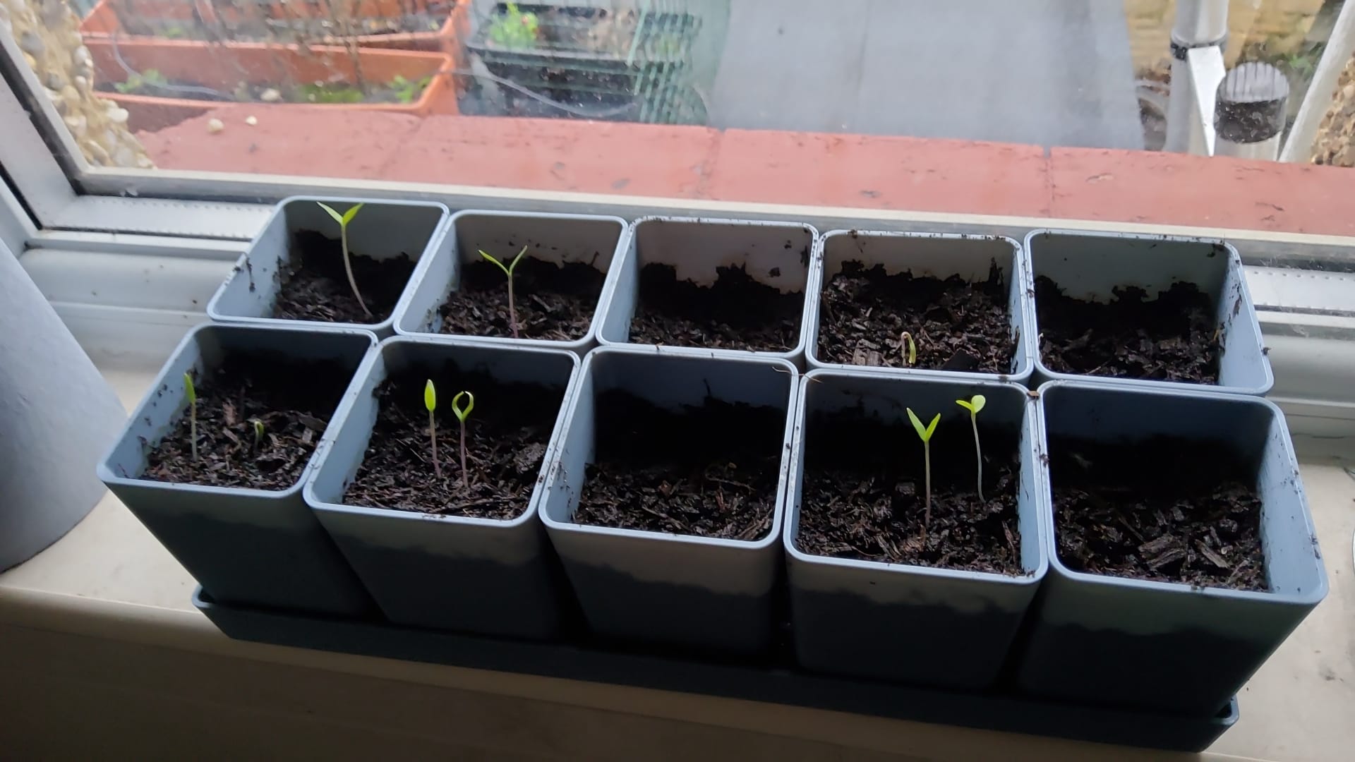 Seed starter pots with tray