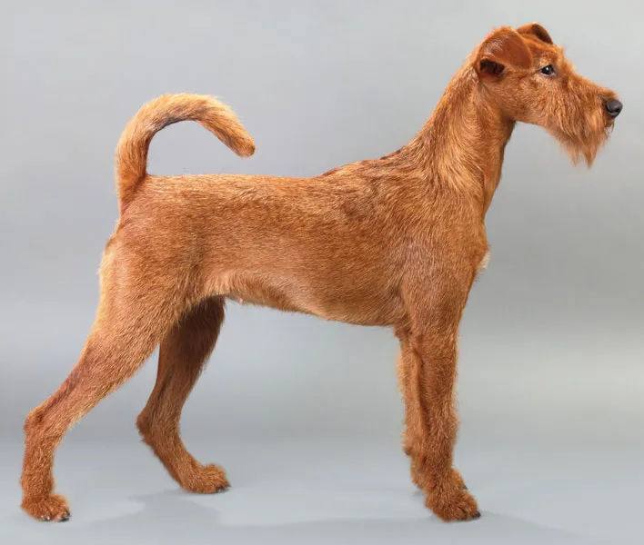 Realistic Irish Terrier dog