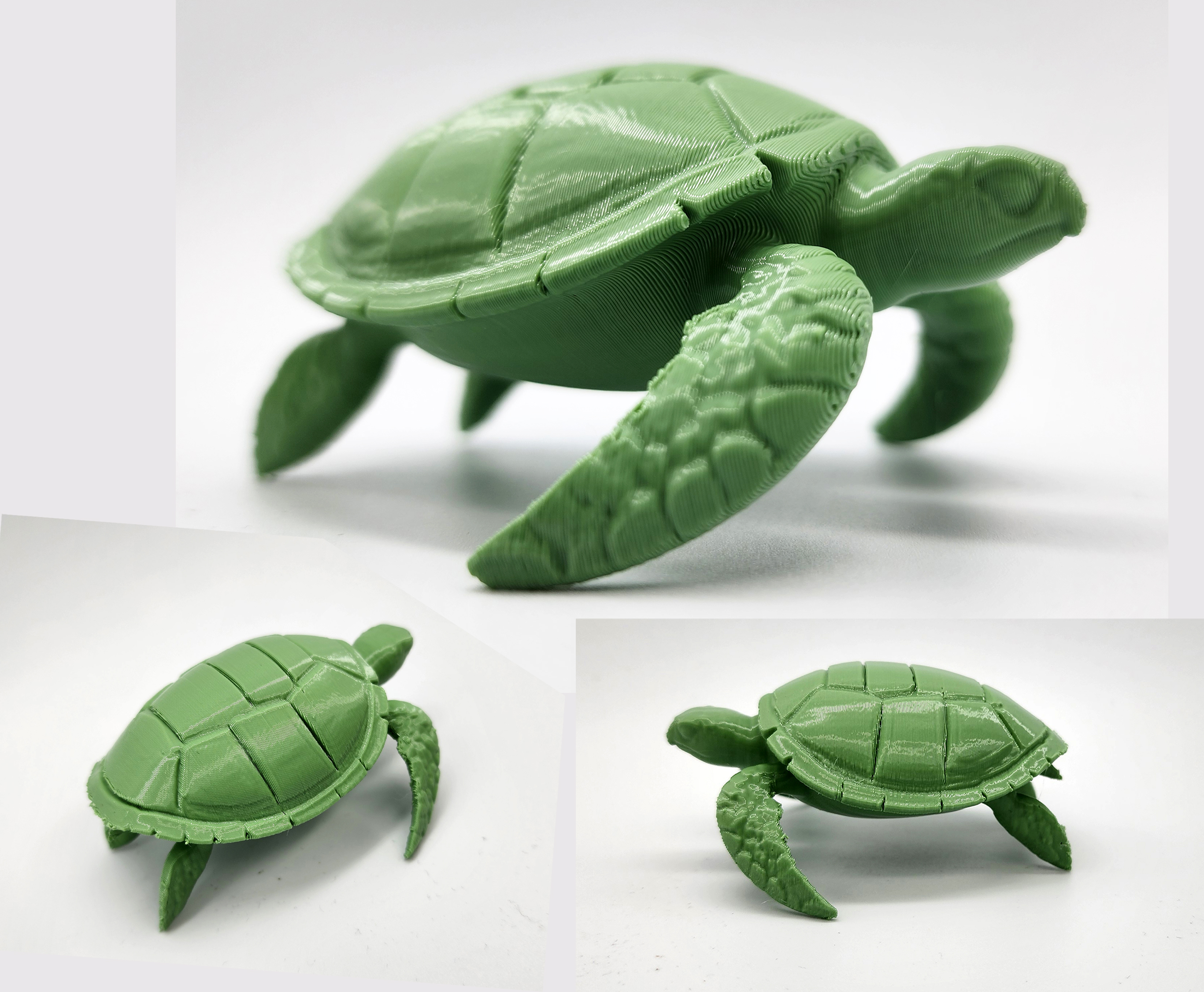 Sea Turtle