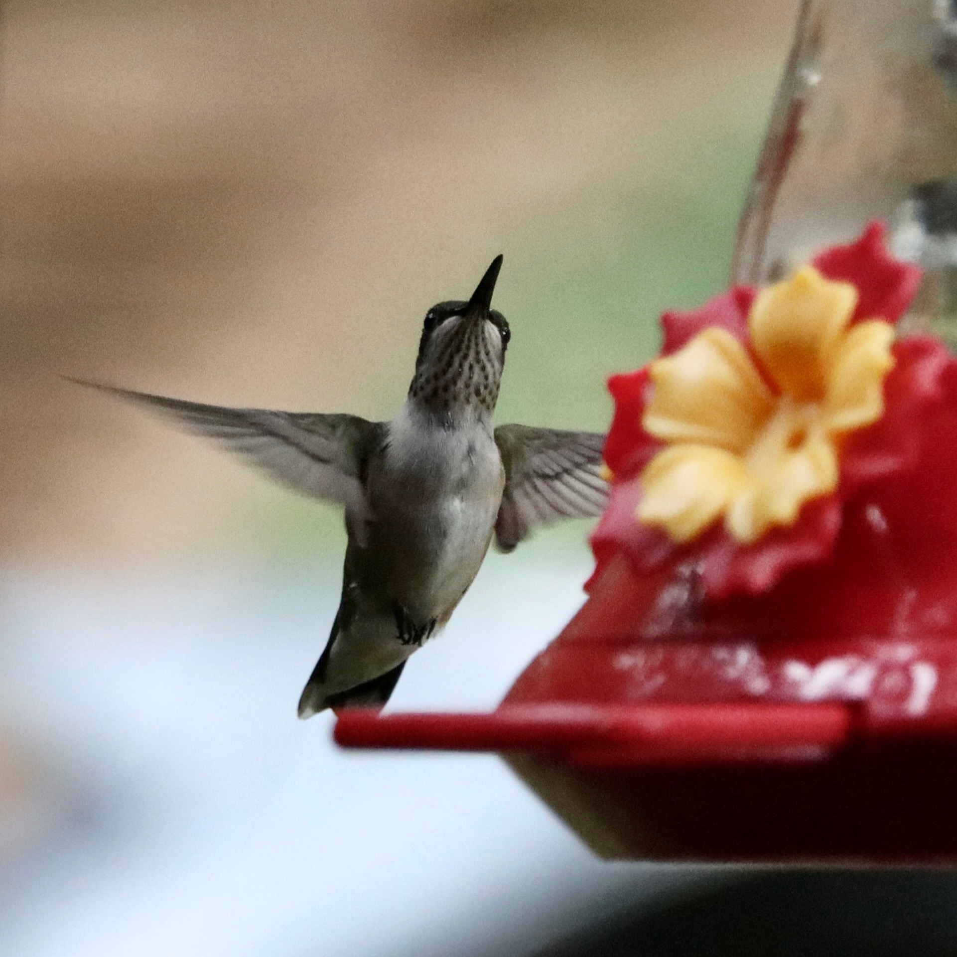 Hummingbird Feeder Replacement Cap